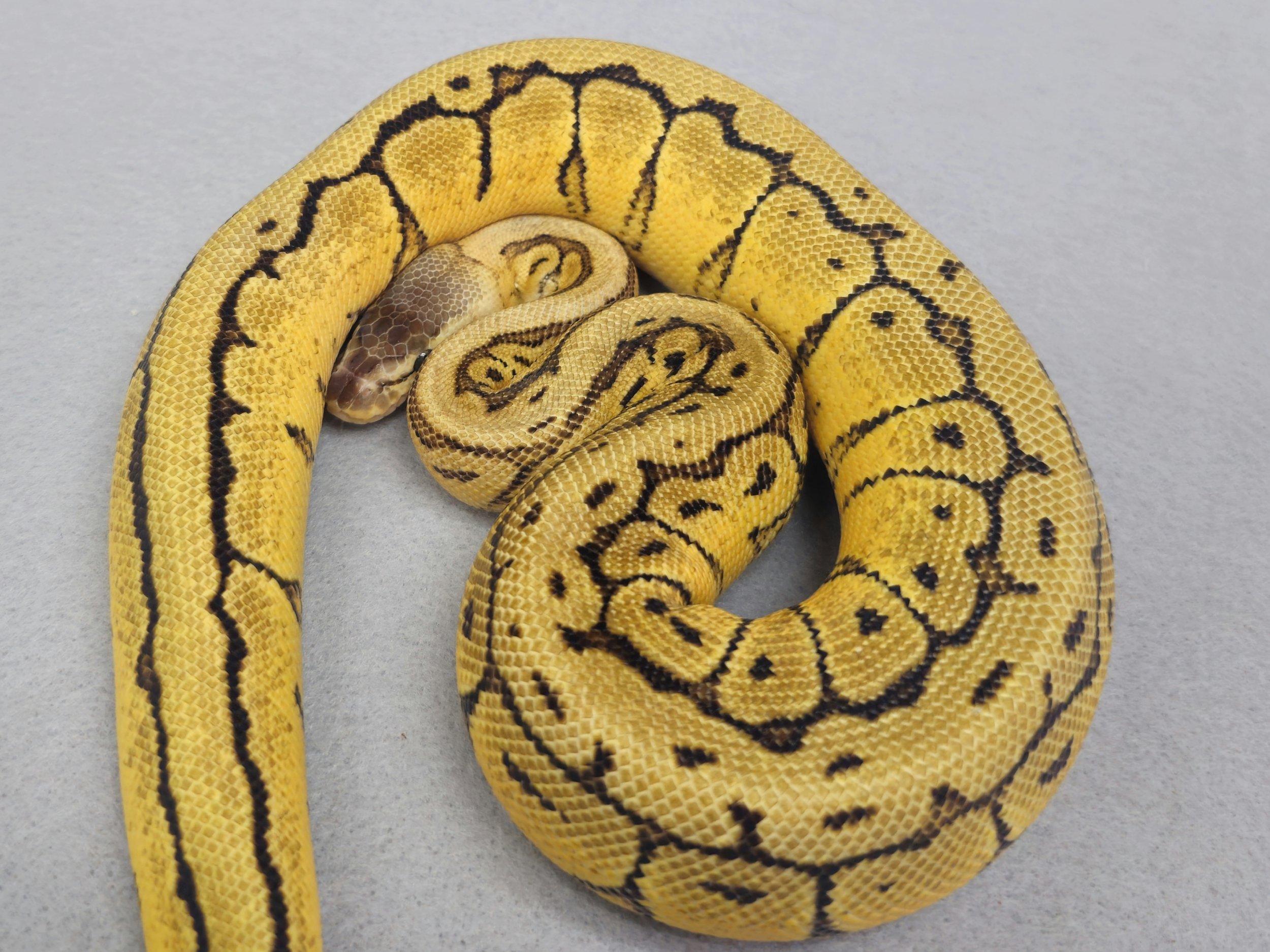 Pastel Fire Pinstripe (Dragonfly) Het G Stripe Male Ball Python