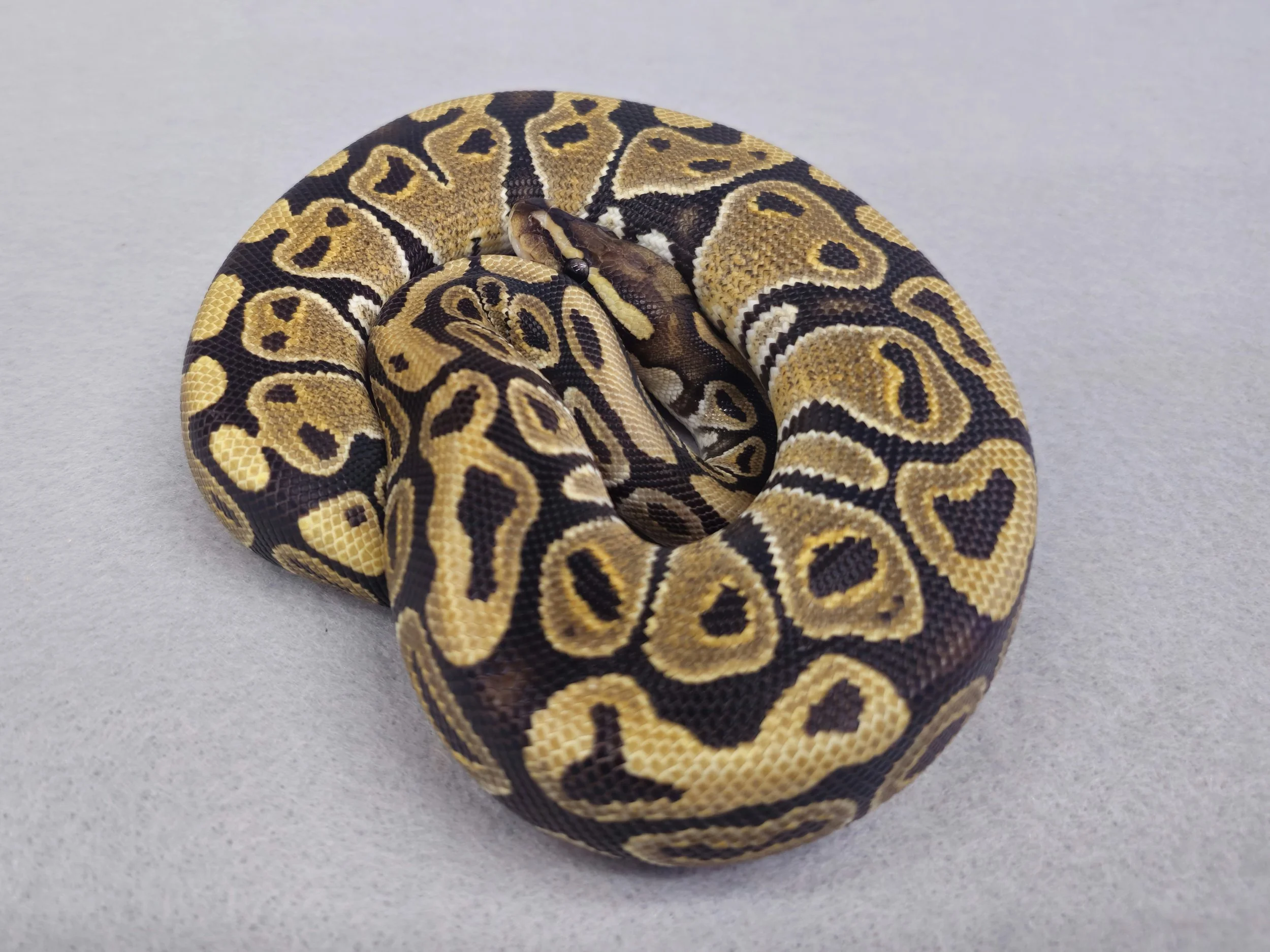 Normal Het Ghost Female Juvenile Ball Python