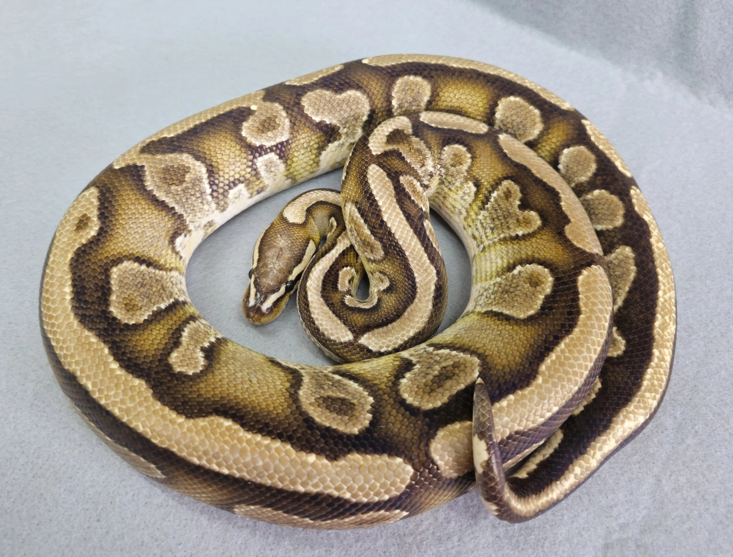 Butter Fire Male Adult Ball Python