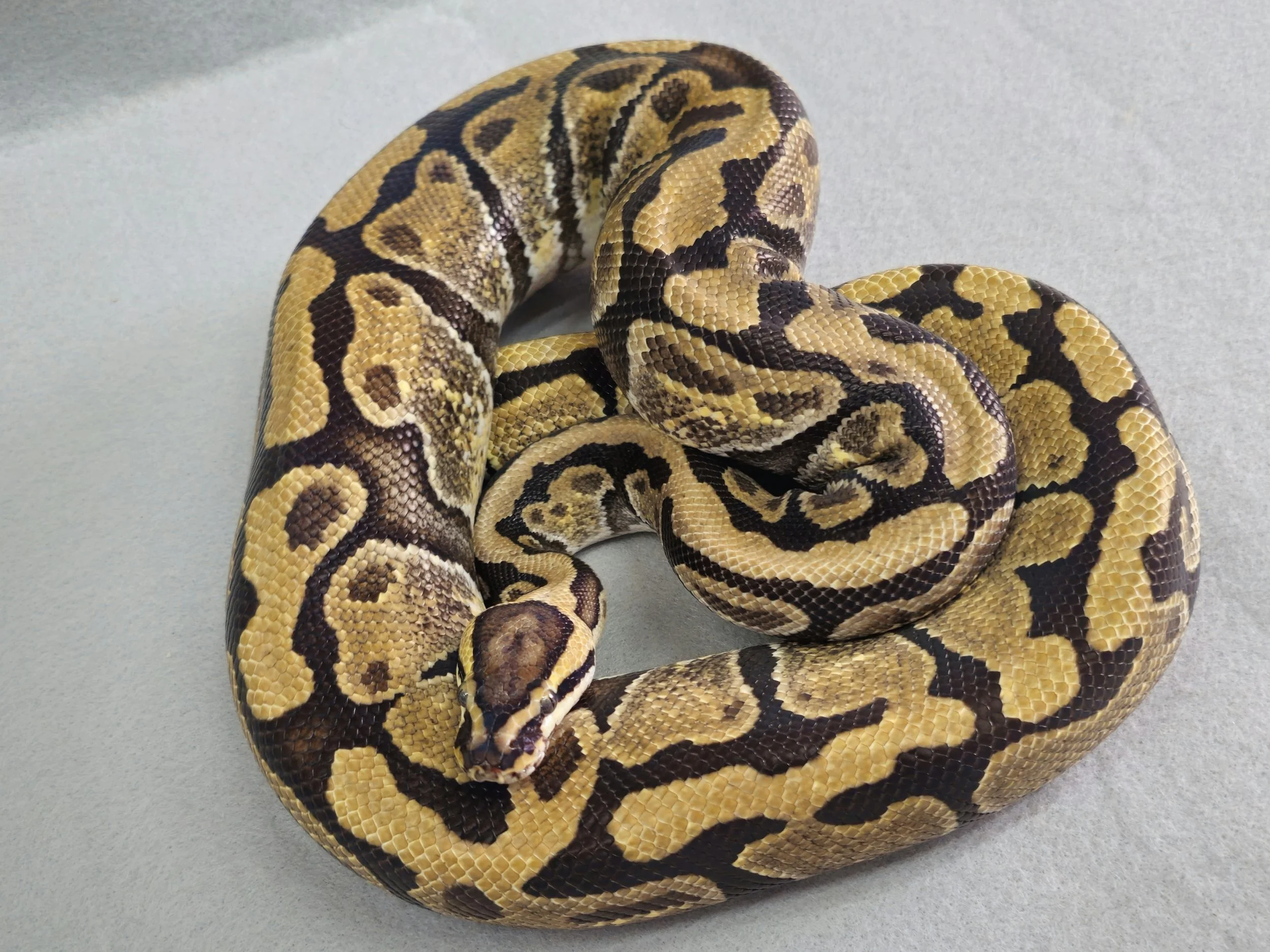 Enchi Mojave Het Ghost Female Adult Ball Python
