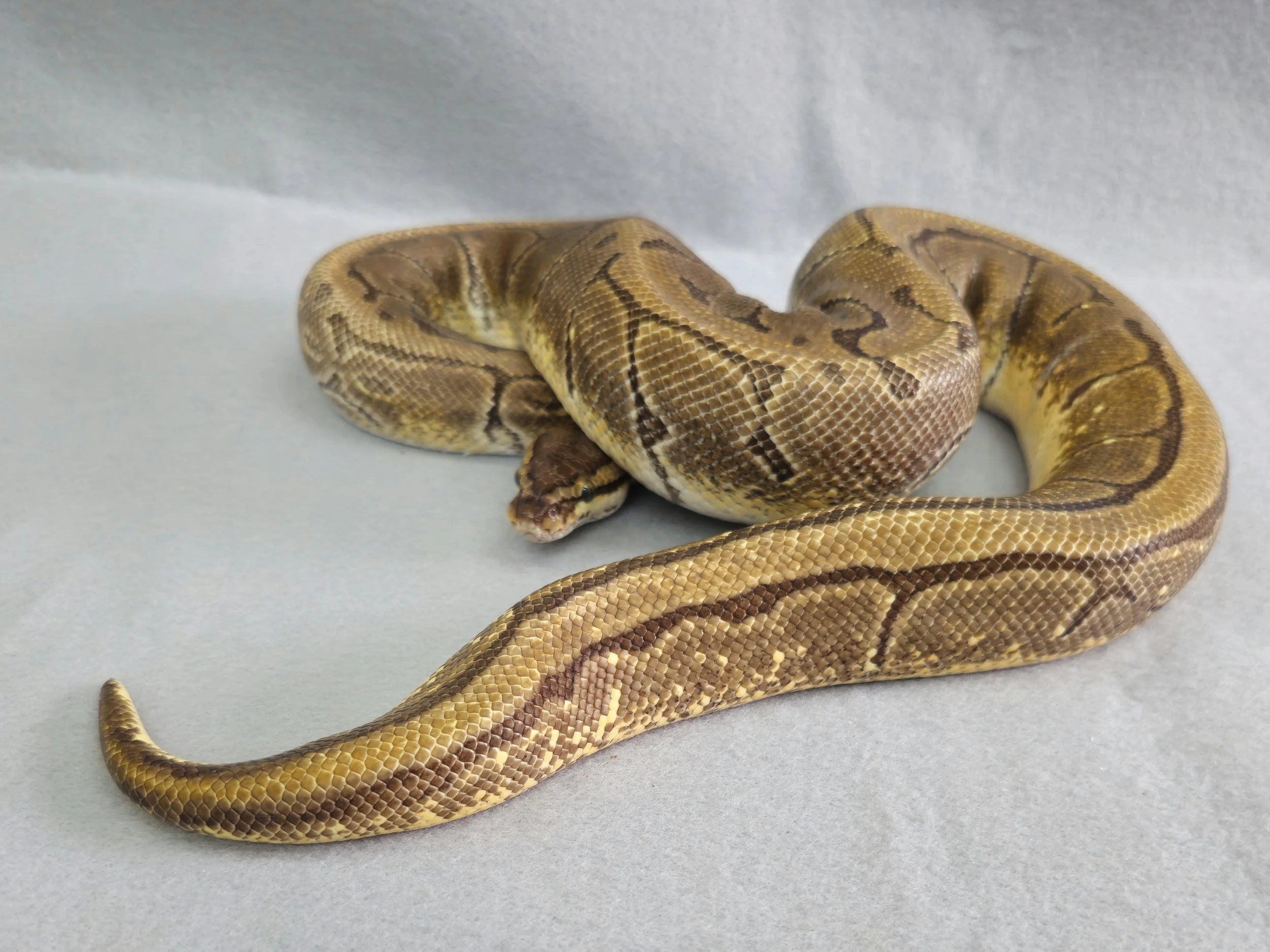 Pastel Enchi Pinstripe (Lemonblast Enchi) Female Adult Ball Python