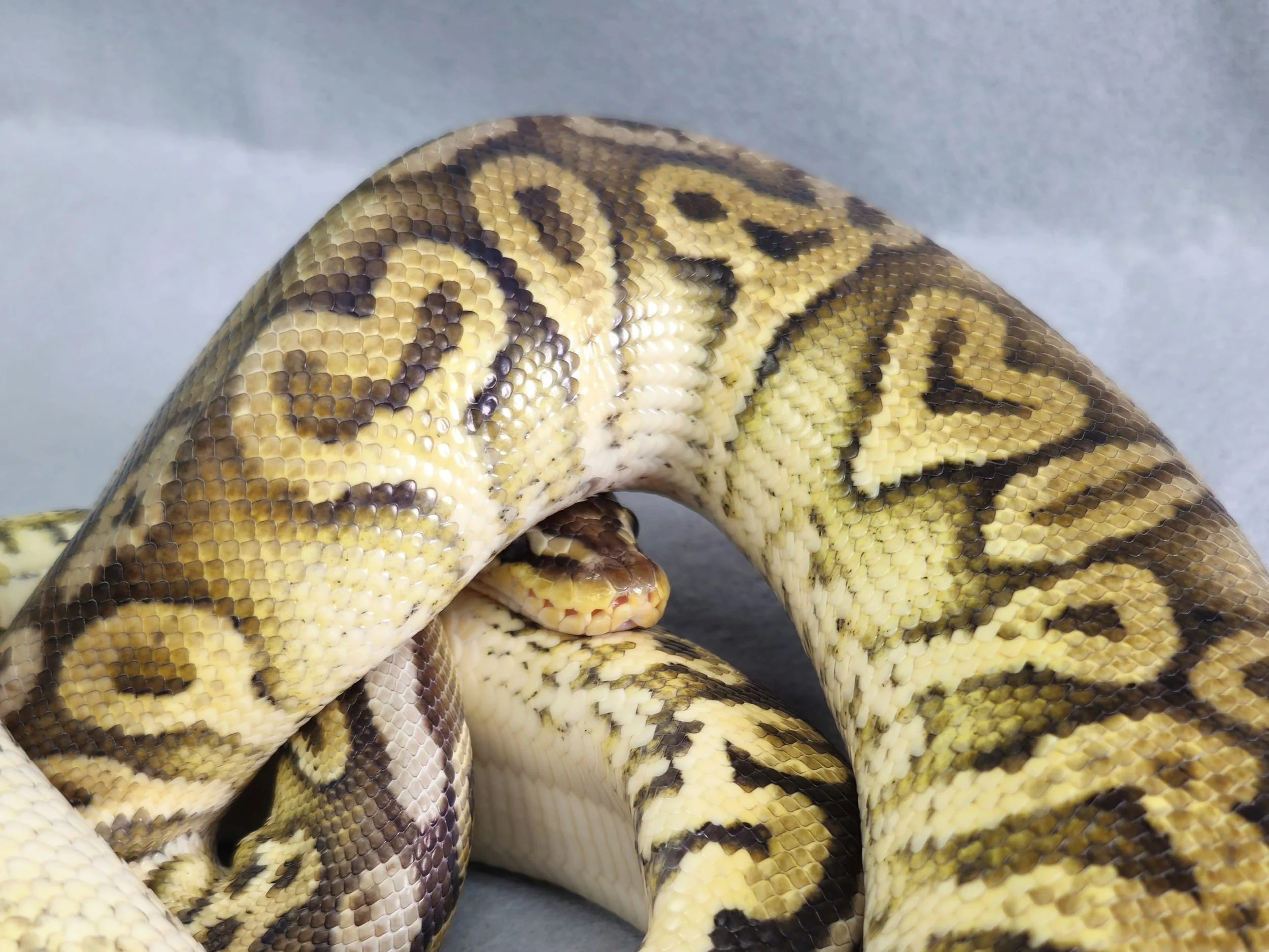 Pastel Fire (Firefly) Yellowbelly Het Red Axanthic Male Adult Ball Python