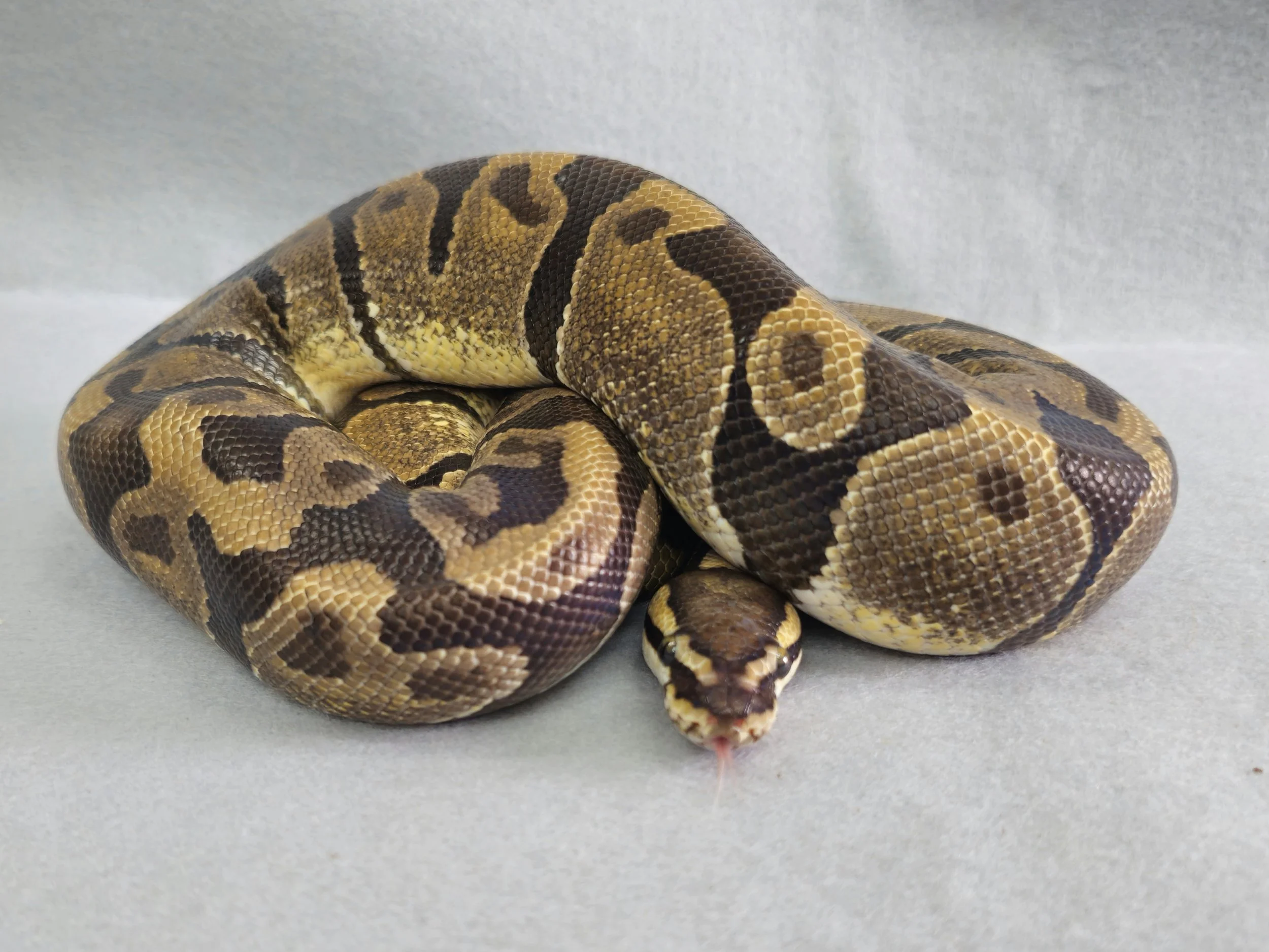 Pastel Sable Enchi 50% Het Ghost Male Adult Ball Python