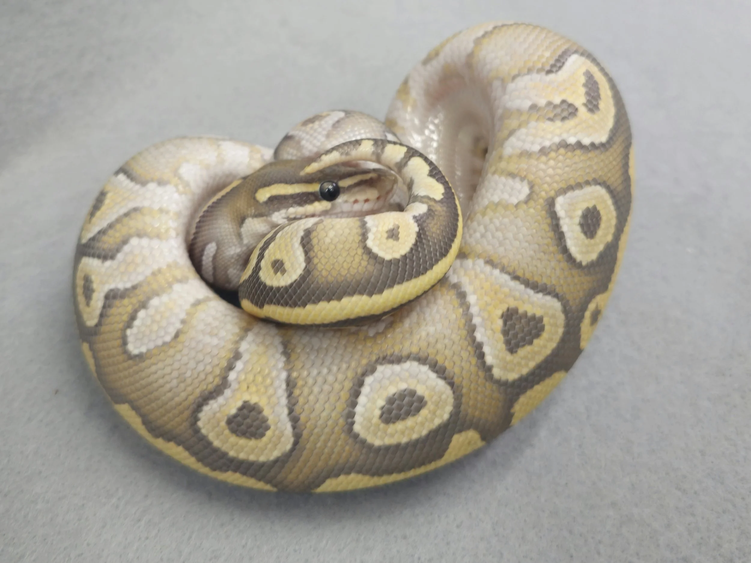 Mojave Ghose Male Juvenile Ball Python