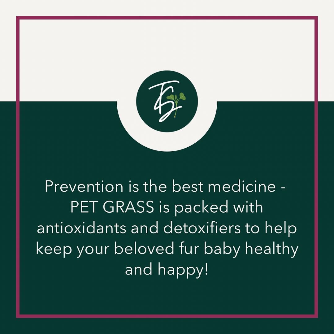 This all-natural treat is a total superfood for our furry friends. Loaded with chlorophyll, enzymes, and antioxidants, pet grass helps:

✨Neutralize free radicals 
✨Remove toxins and support liver function
✨Boost the immune system

Prevention is the 