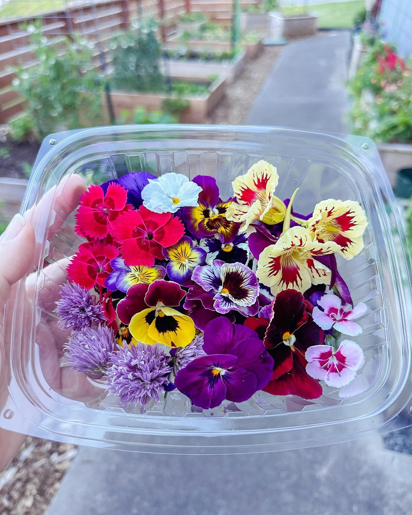 The seasons are shifting and the cool weather edible flowers are winding down as the warm season blooms emerge! 🌺

Our edible flower offerings have been wildly popular this year - thank you to everyone who has embraced these beautiful edibles. We&rs