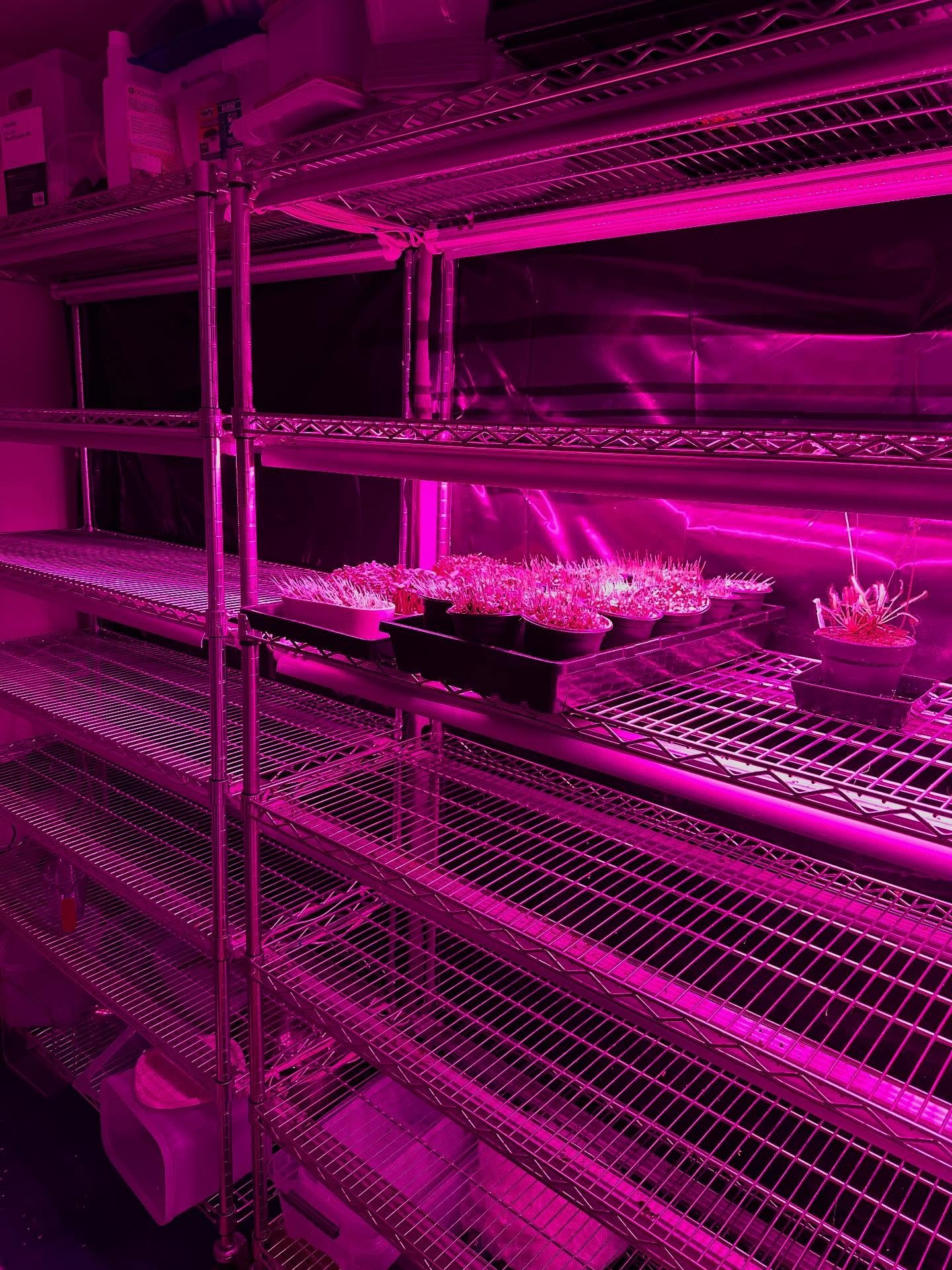 The lights are off, the racks are empty, and just one shelf glows with our final pet grass and display trays. 🌱

Today is our last market with freshly harvested microgreens &mdash; a bittersweet moment for us. After years of growing, we&rsquo;ve dec