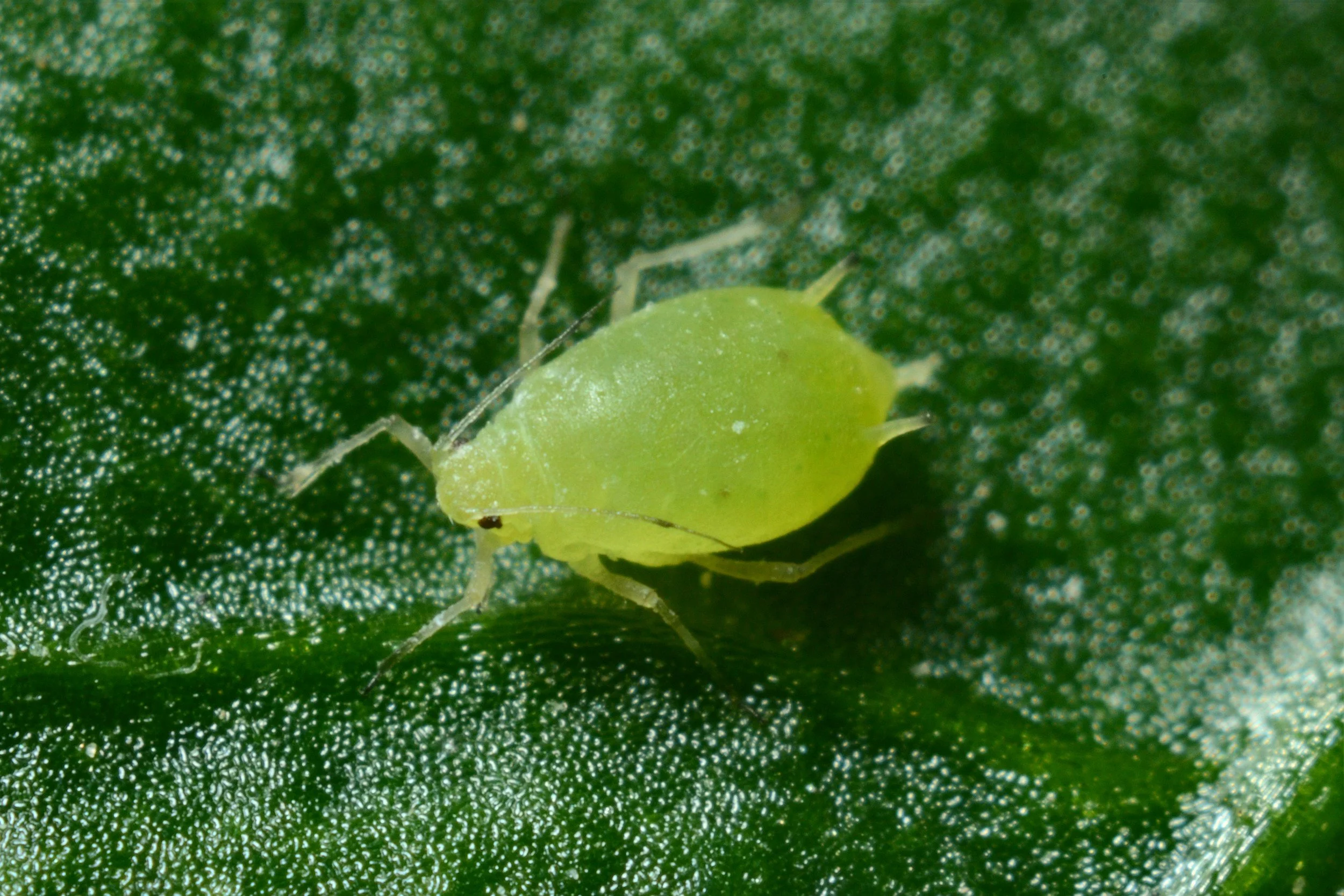 The Sticky Truth About Aphids