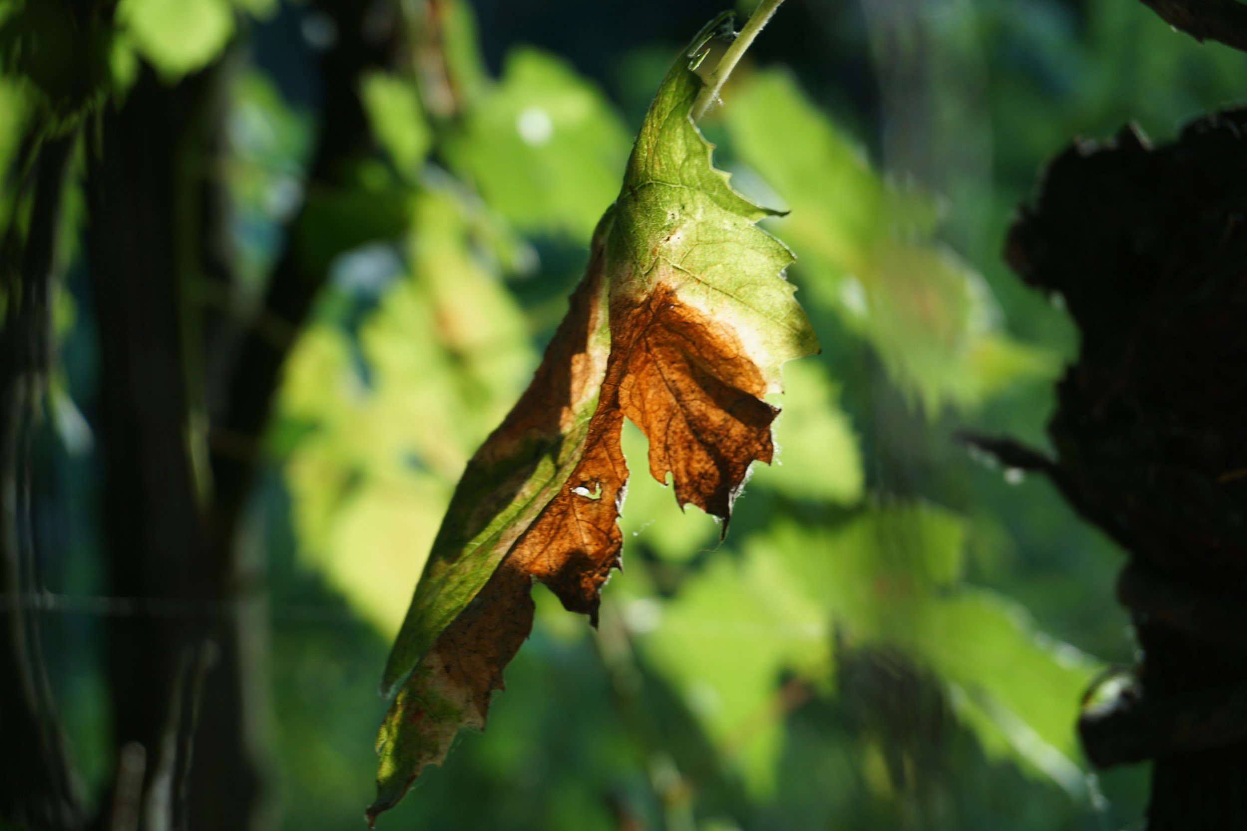 Recognizing Drought Stress in Your Landscape