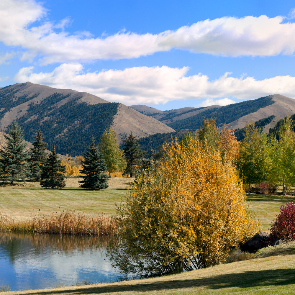 Sun Valley Trees &amp; Home Value: What Every Homeowner Should Know