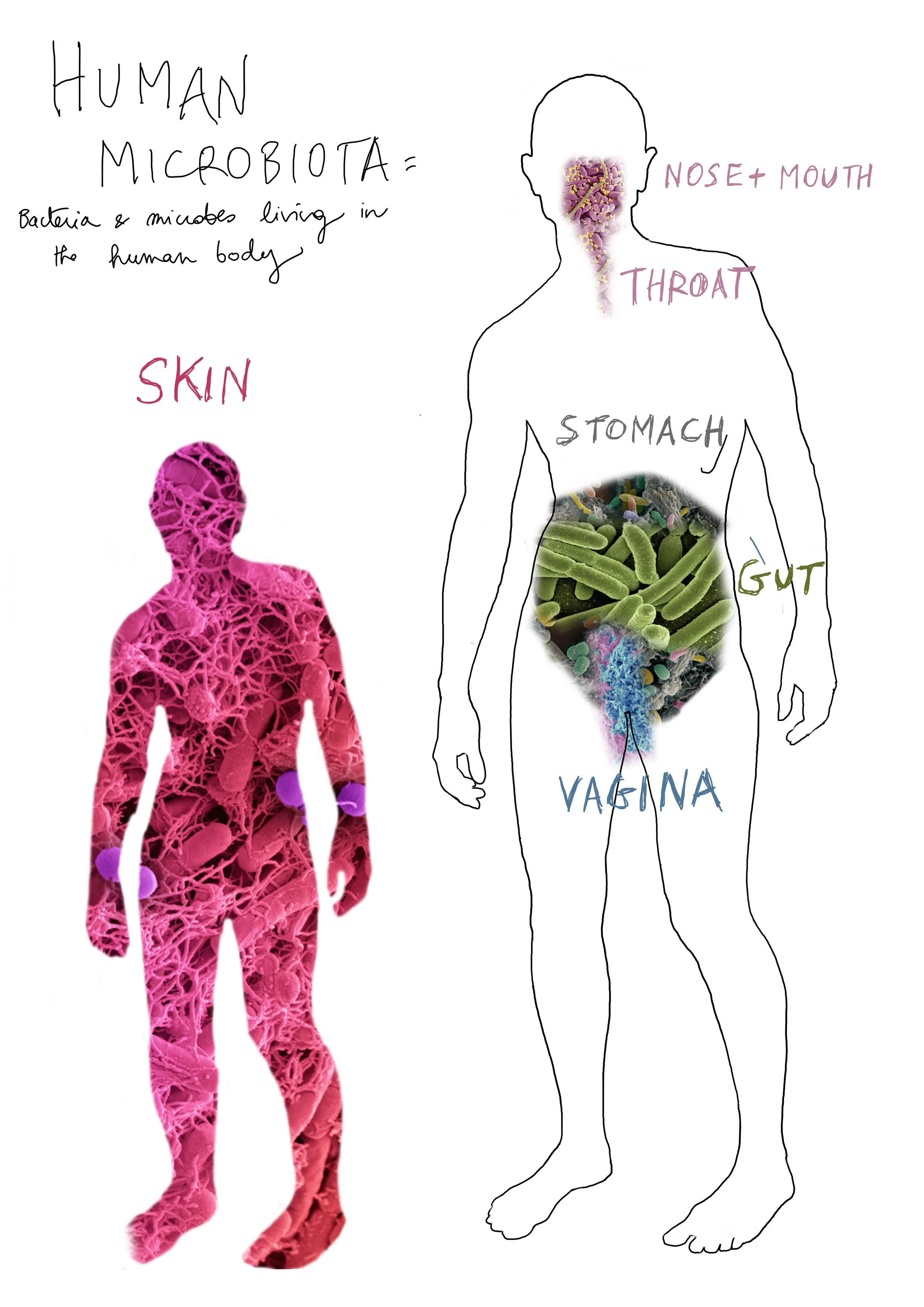 this picture shows where the microbiota can be found in the body 