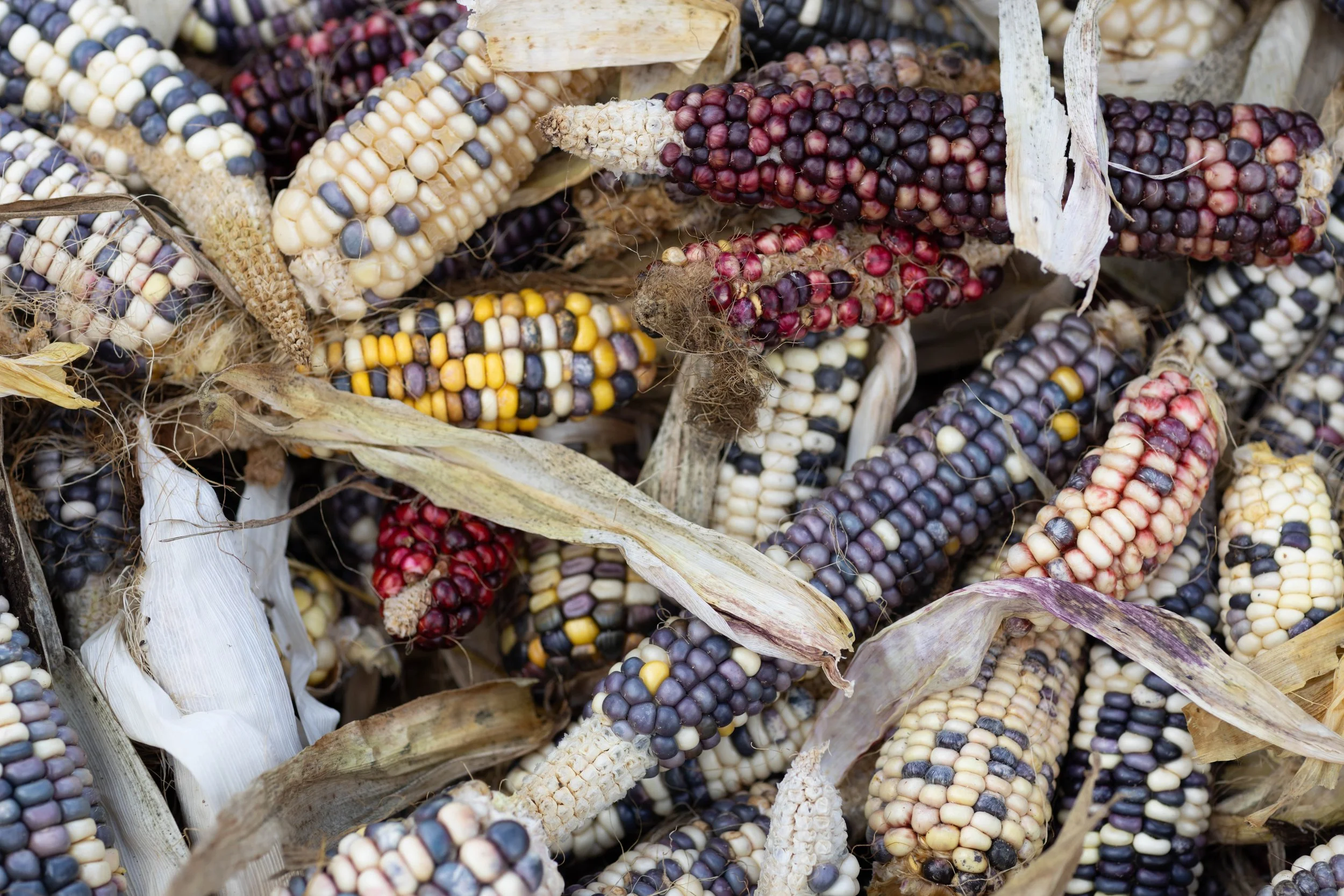 Ponca sacred multicolored corn.