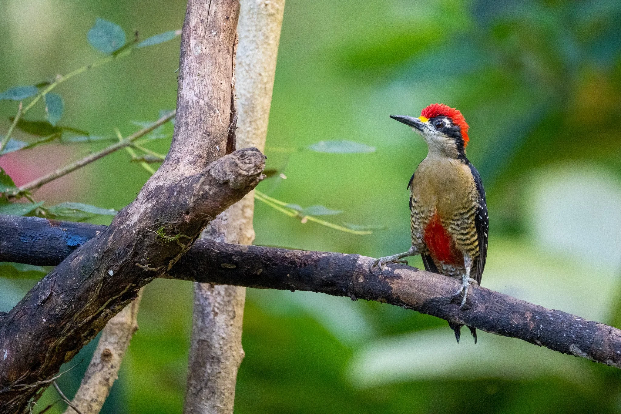 _DSC6706-Edit.jpg