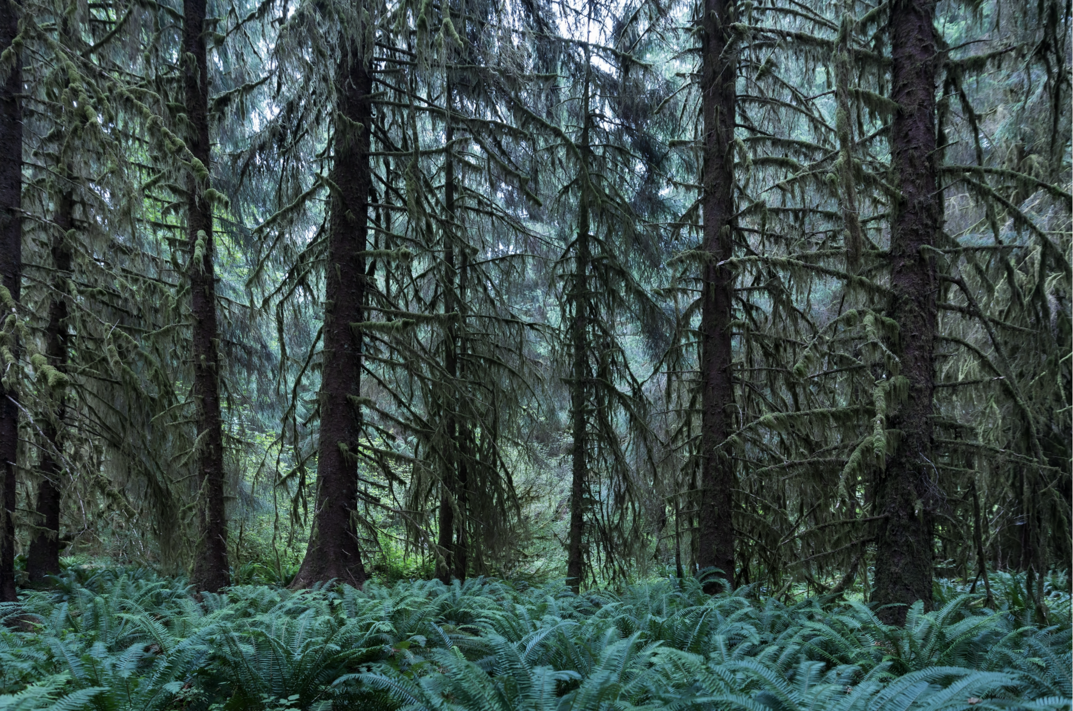 Old Growth | Lisa Romerein
