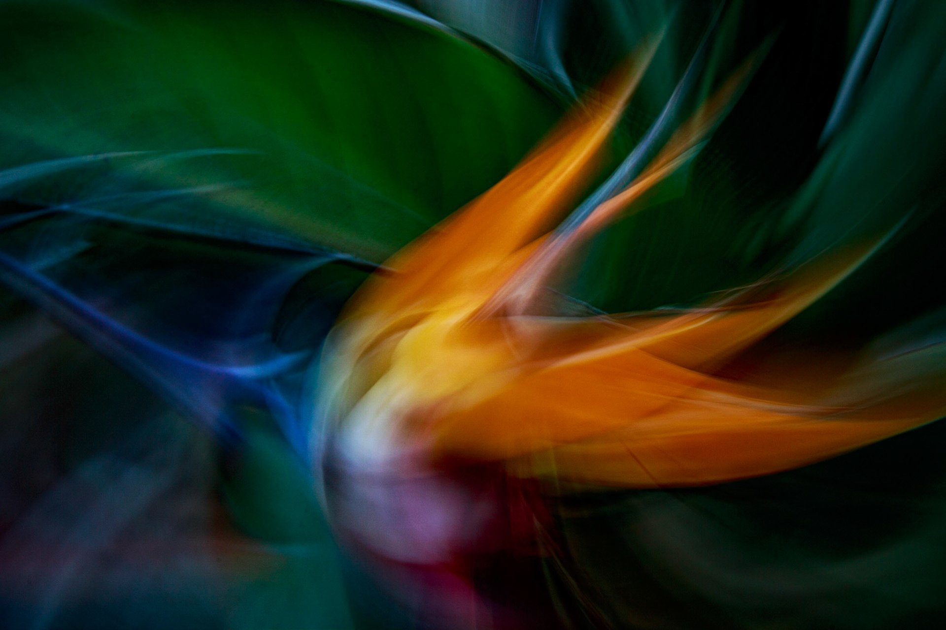 Bird of Paradise I | Matthew Farrar