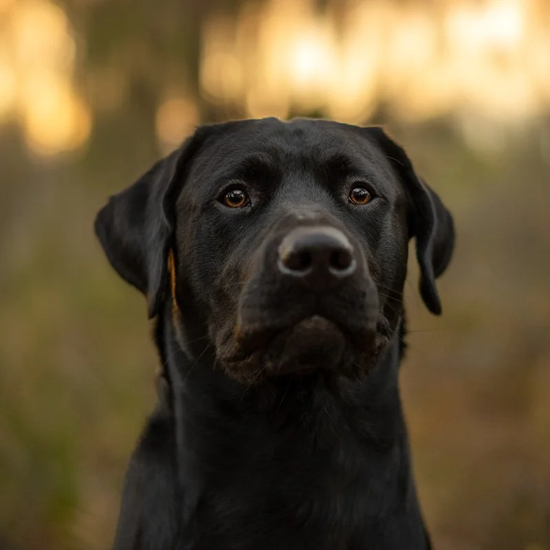 Conservation Detection Dog Merlin