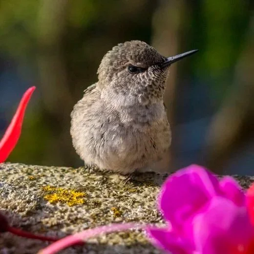 Hummingbird Close Up Canvas Print