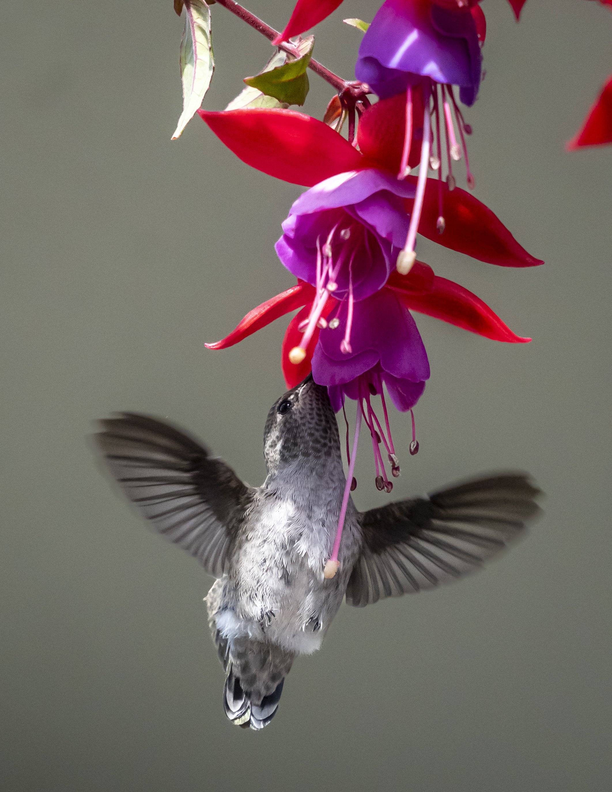 Wildlife