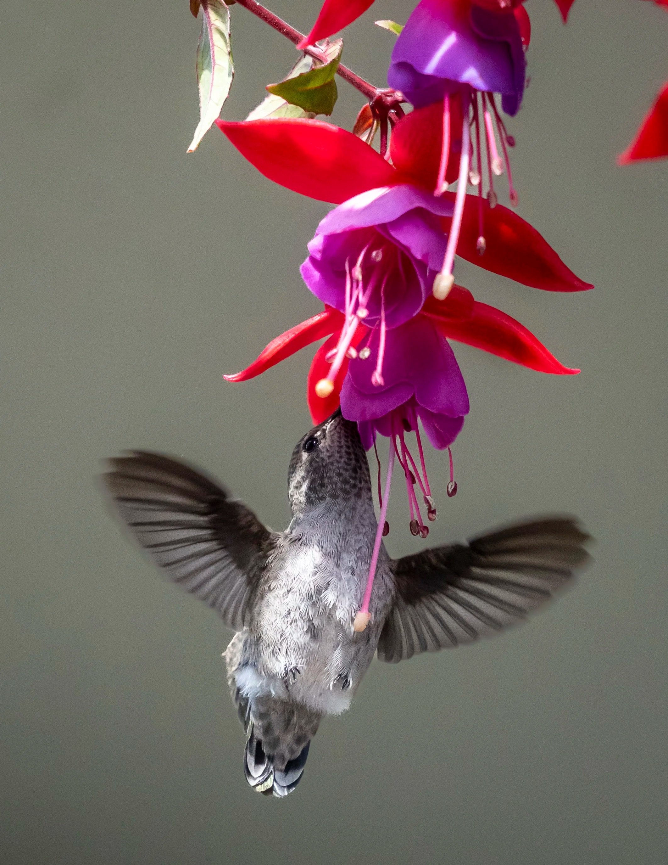 Ethereal Hummingbird Canvas Wall Art