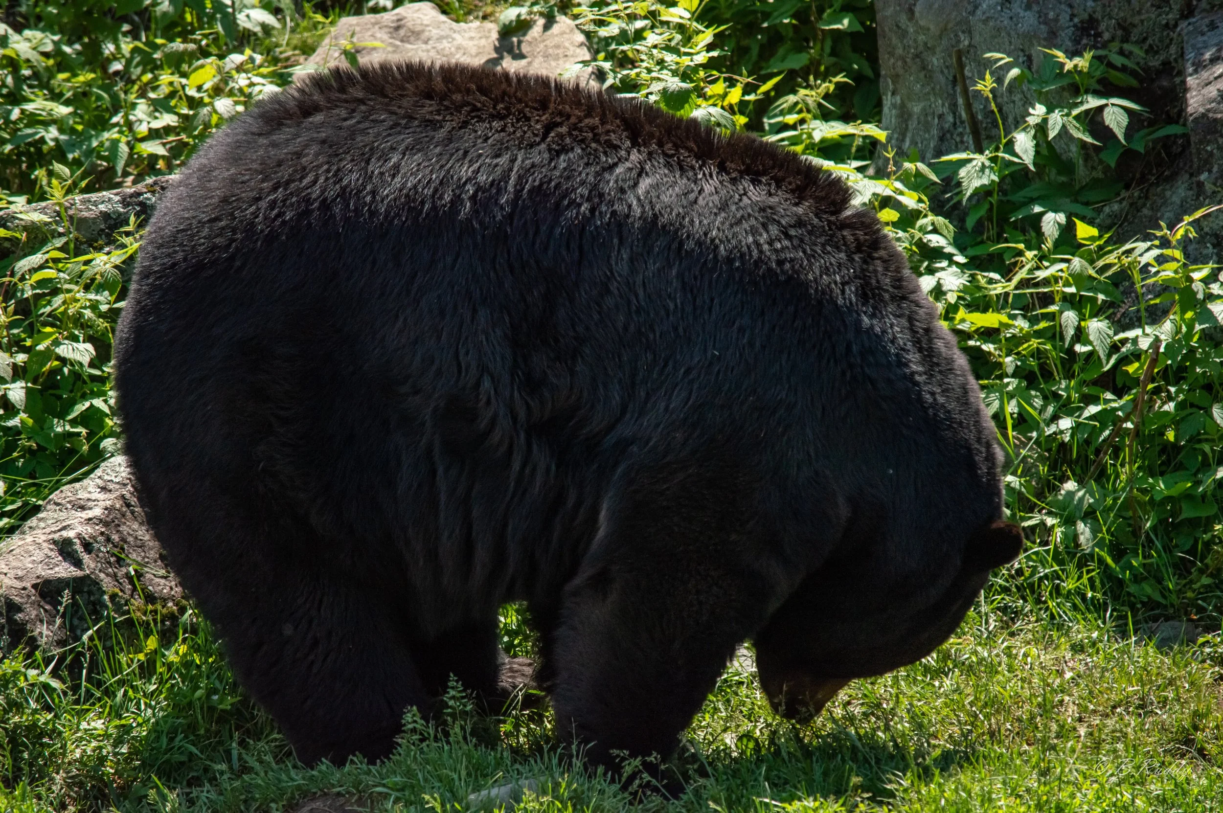 DSC_0475.jpg