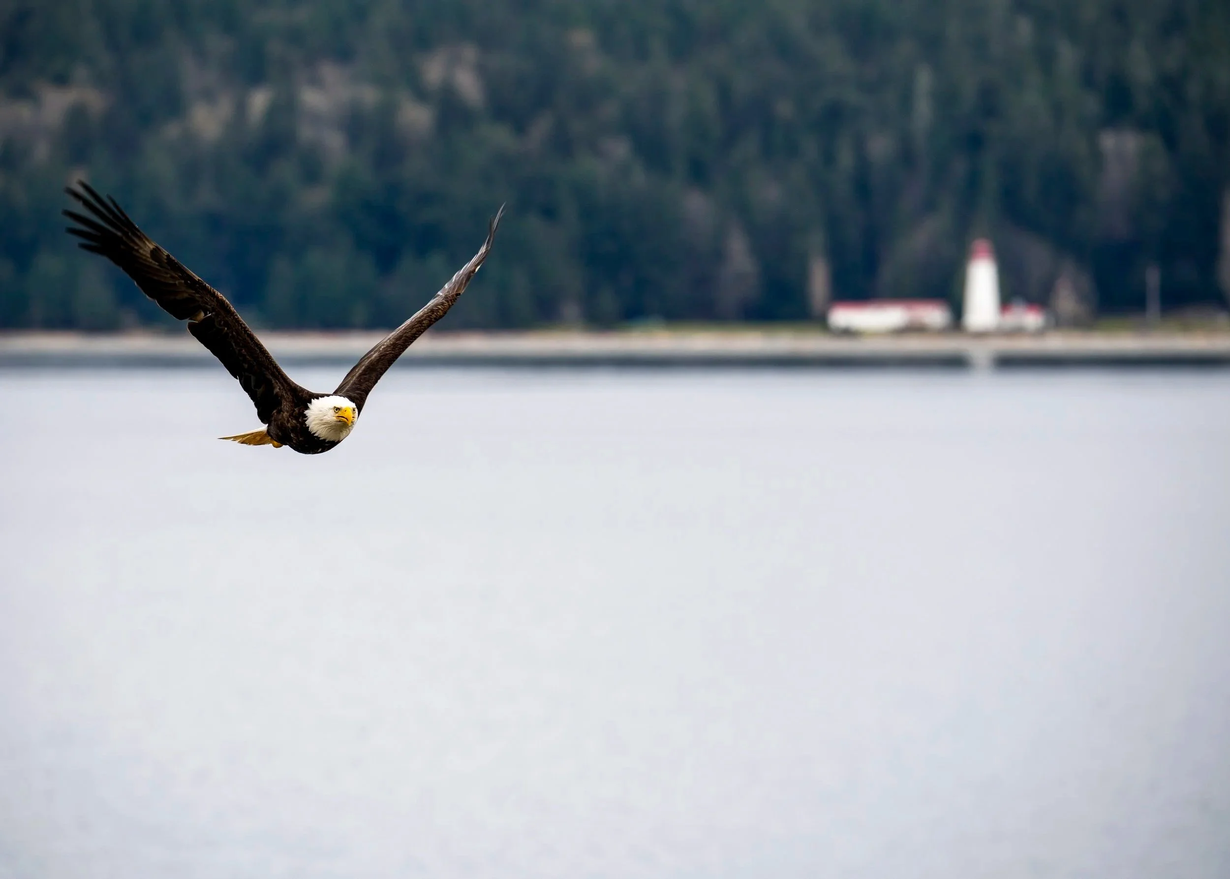 Majestic Bald Eagle Over Quadra Island Canvas Print