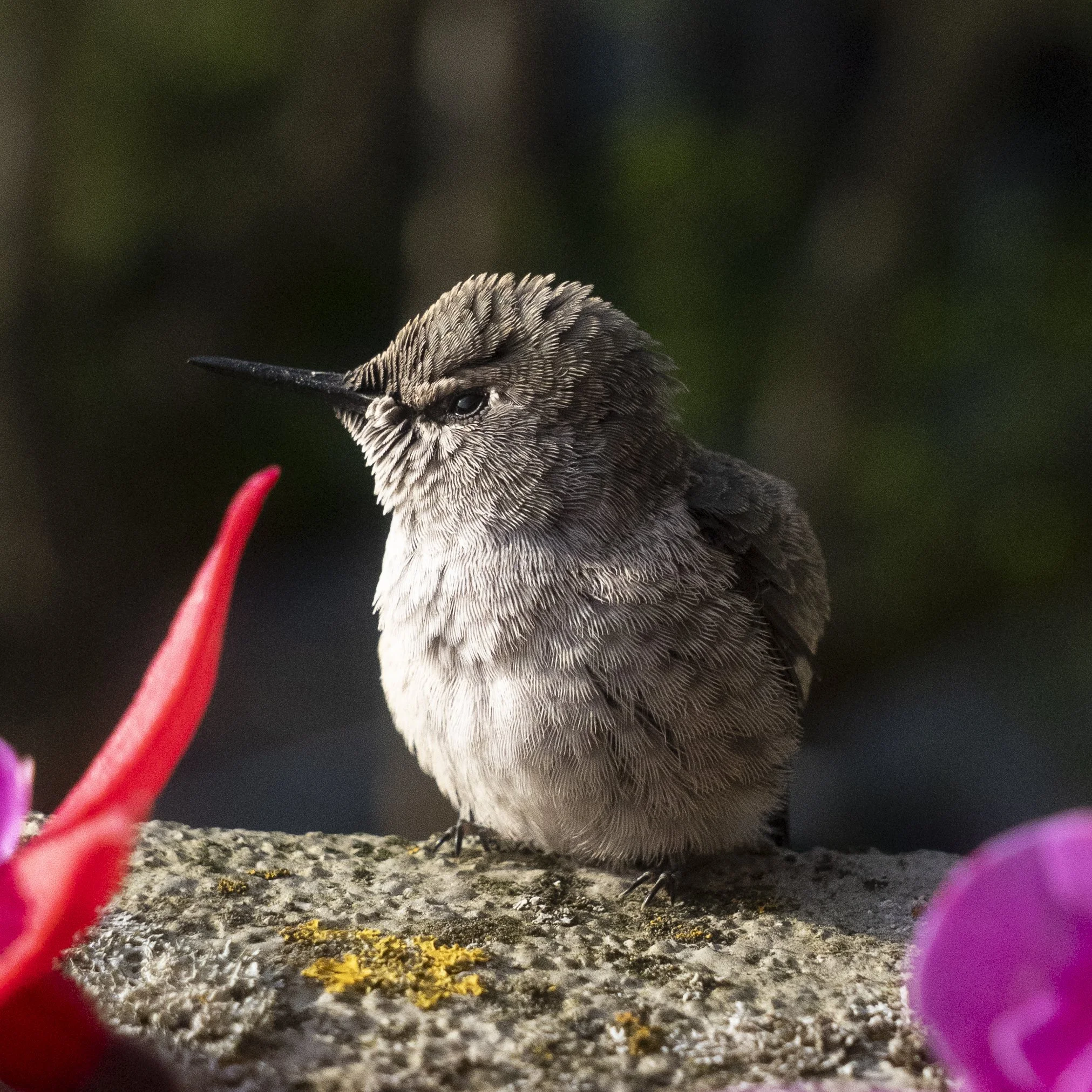 Fussy Humming Bird