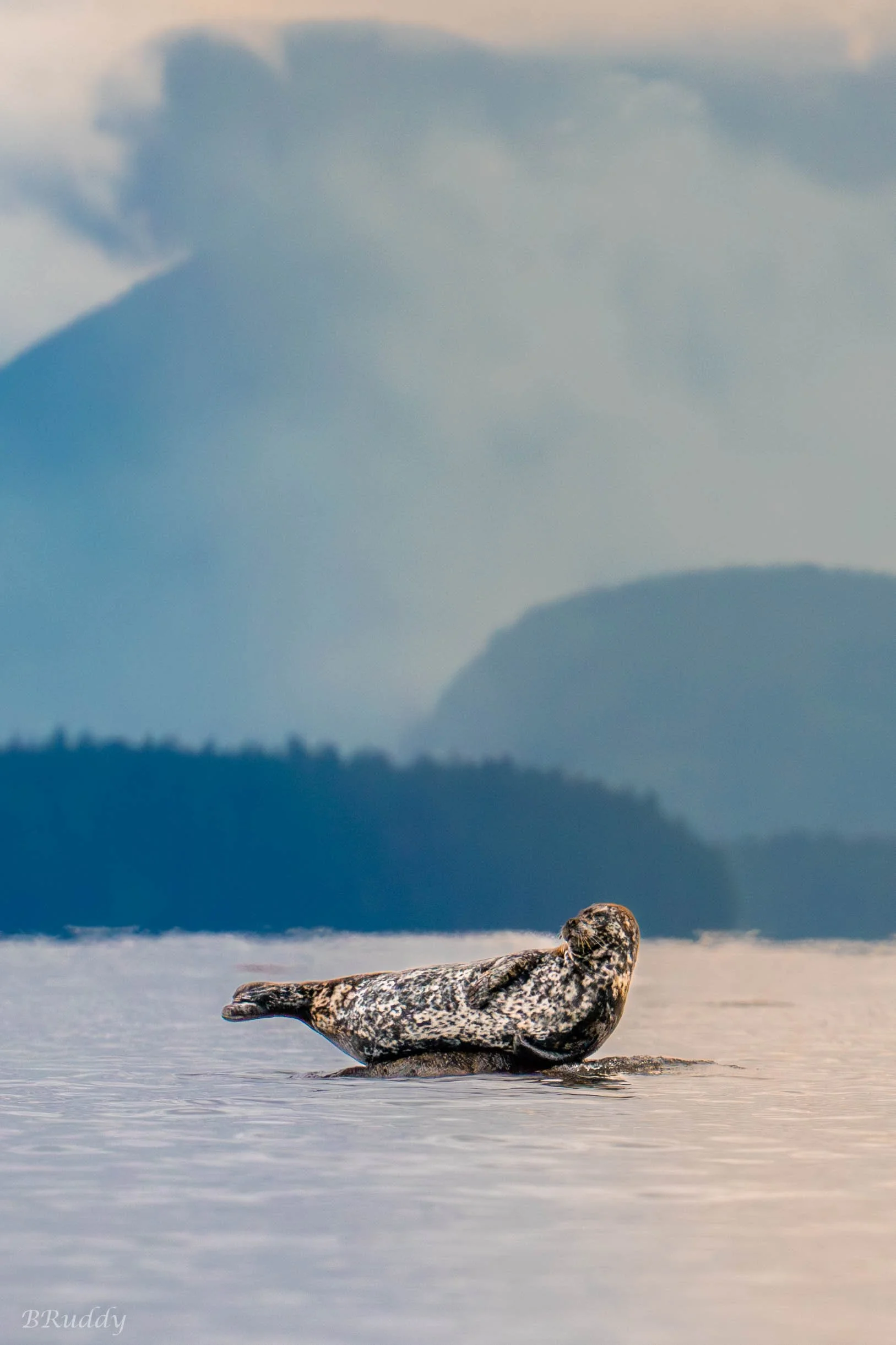 A7309275-Enhanced-NR.jpg