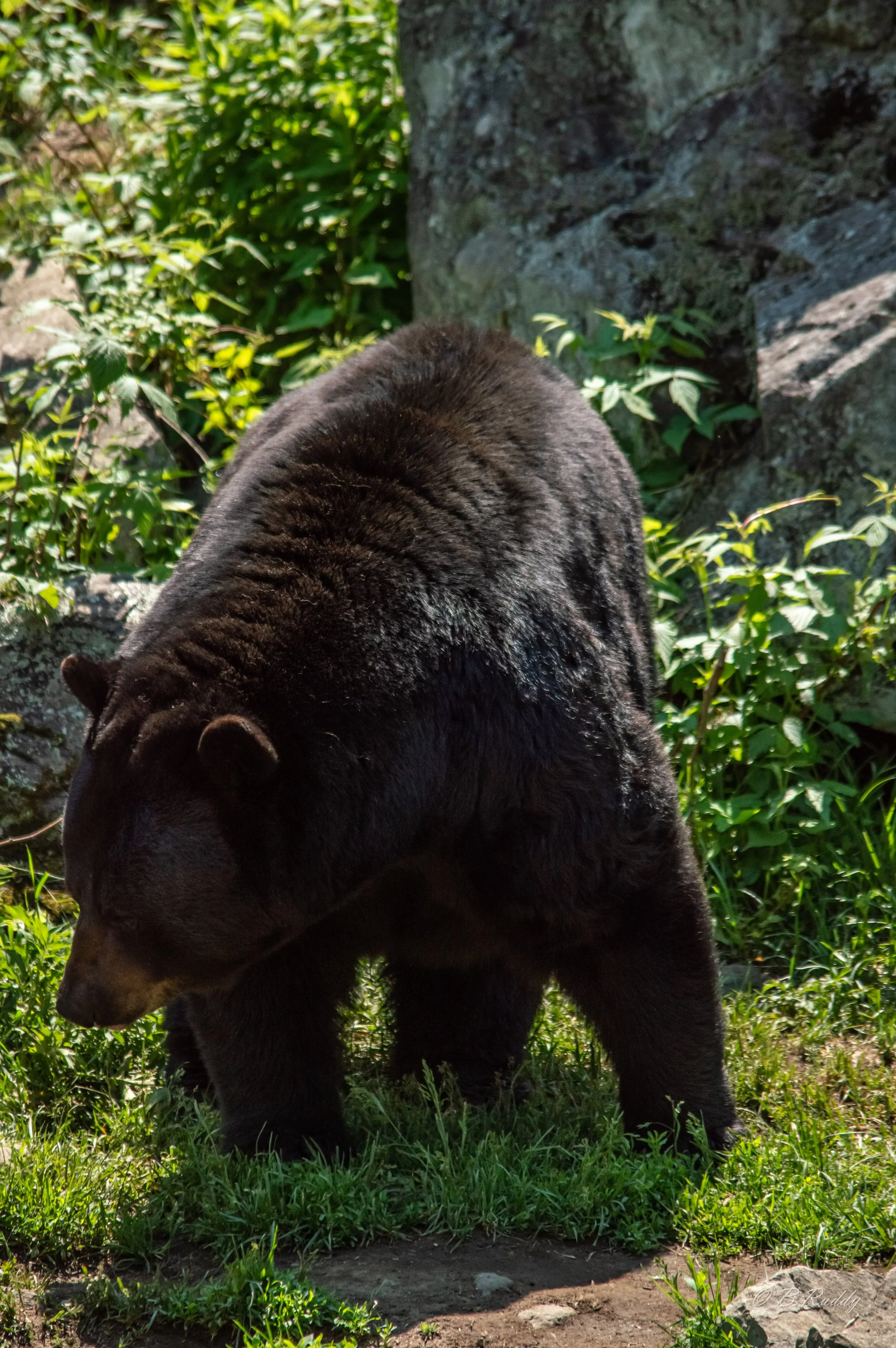 DSC_0478.jpg
