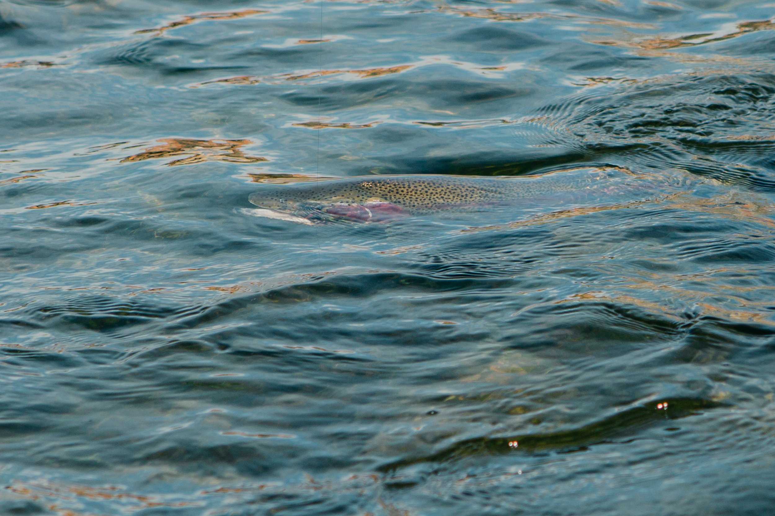 Fishing Reports — North Fork Anglers