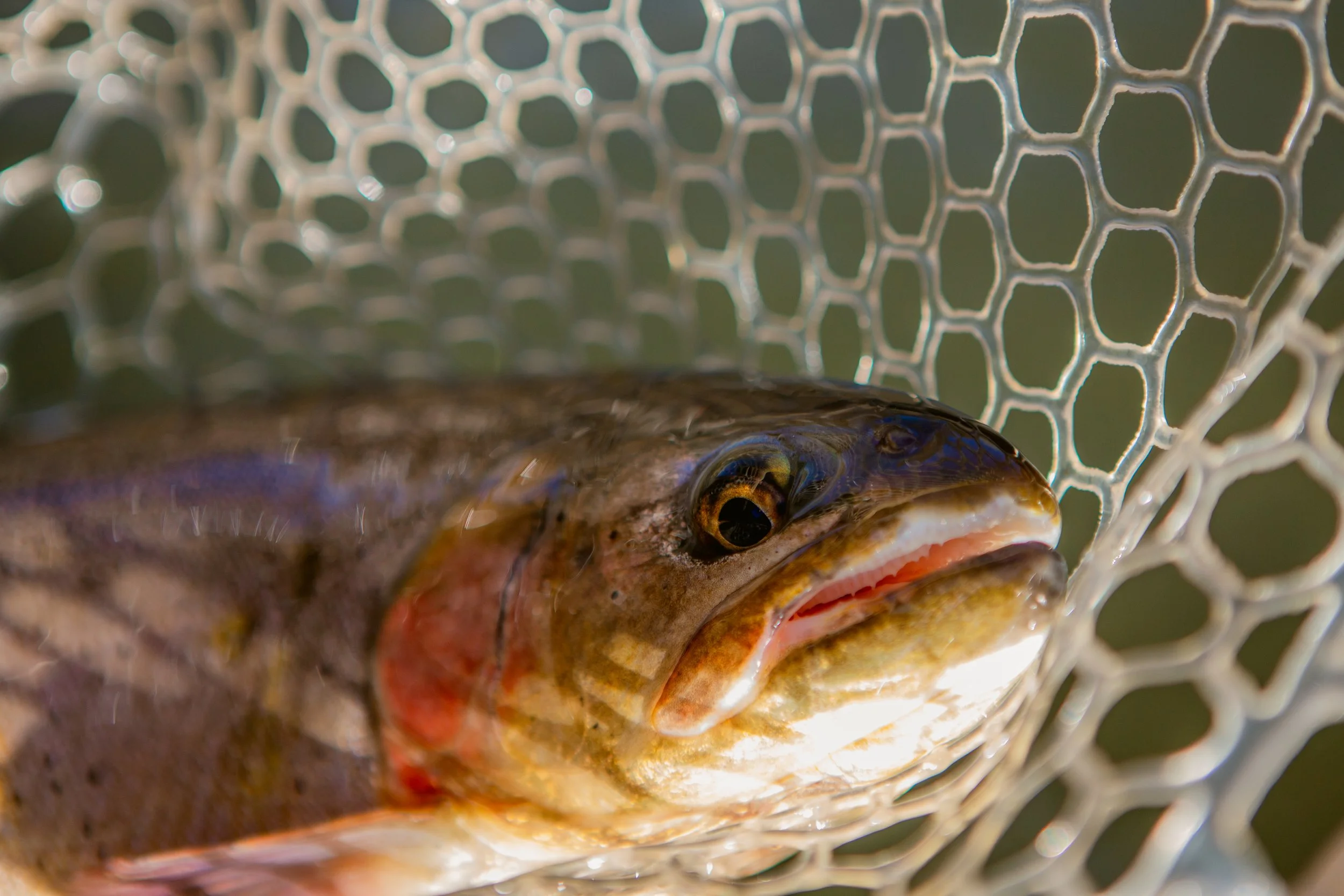 Yellowstone Cutthroat Trout in net