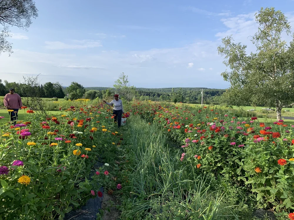 Two people work in a colorful, blooming flower garden on a sunny day, with open fields and trees in the background.