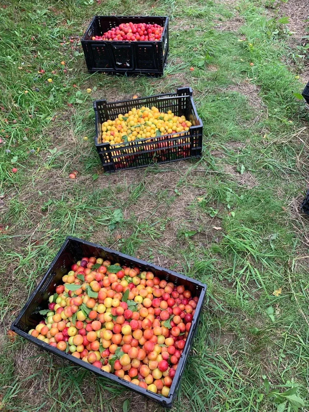 Three black plastic crates filled with ripe, freshly picked peaches resting on the ground in an orchard.