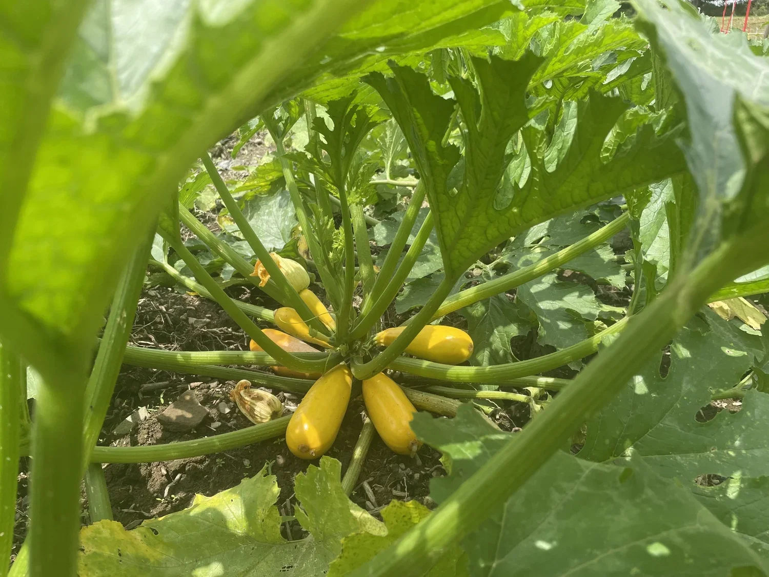 Yellow zucchini growing on a plant in a garden.