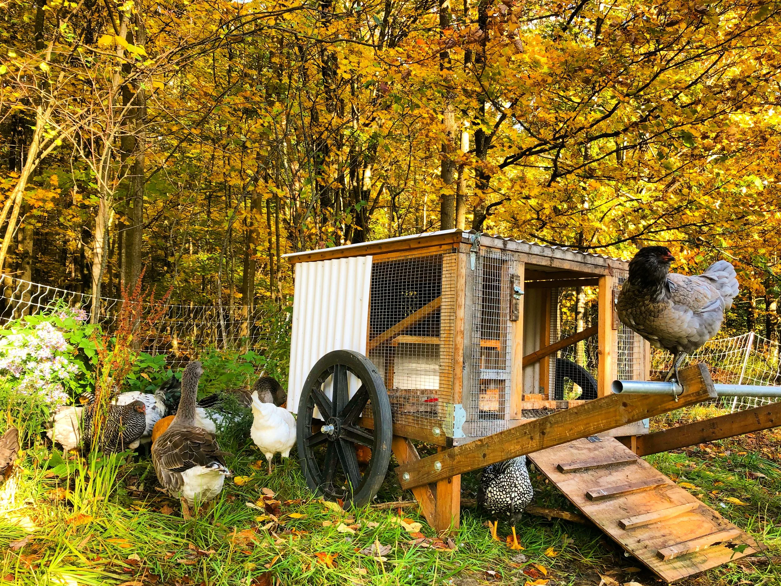 Understanding parasite exposure in backyard chickens