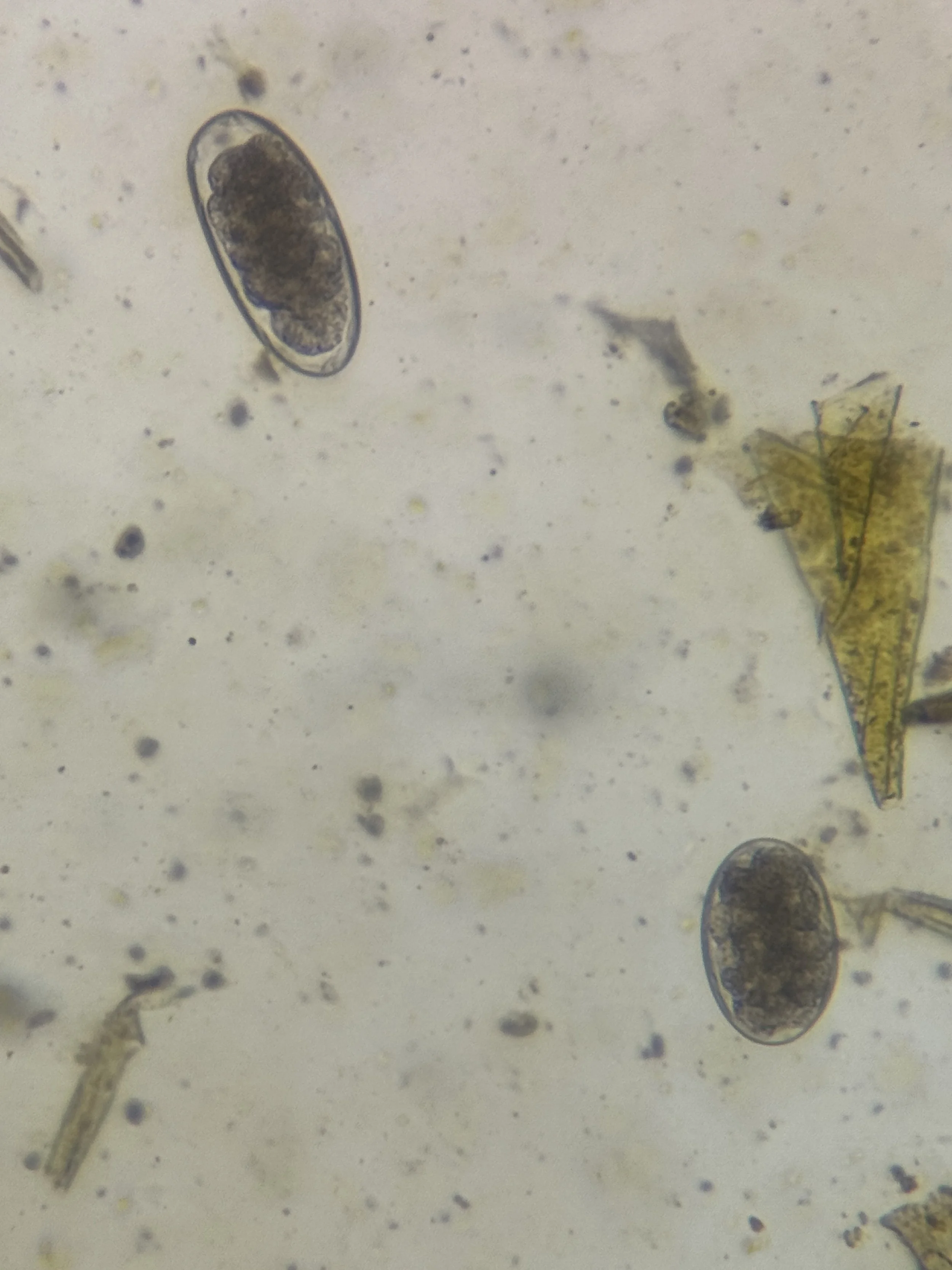 How To Interpret A Fecal Egg Count: Looking Beyond The Number