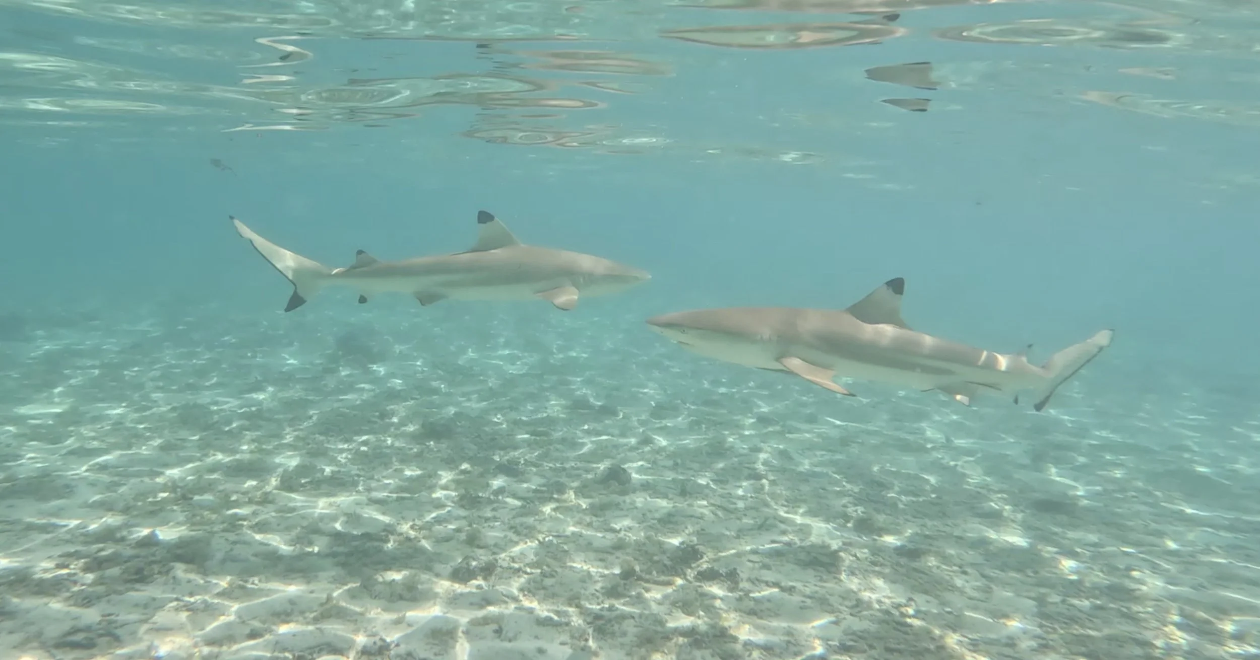 Image 4-22-23 at 8.45 AM.jpeg