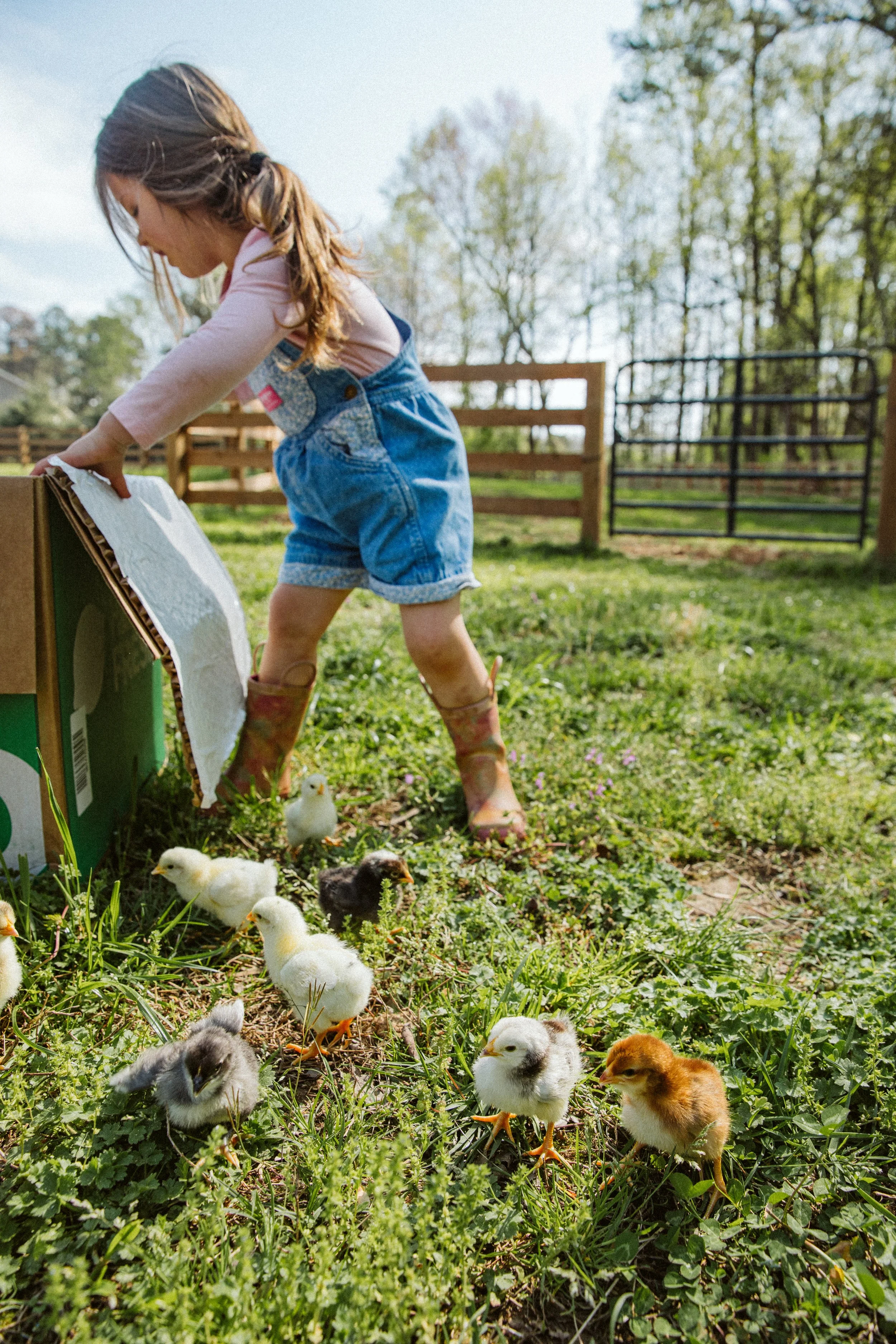 Little girl feeding chicks outdoors