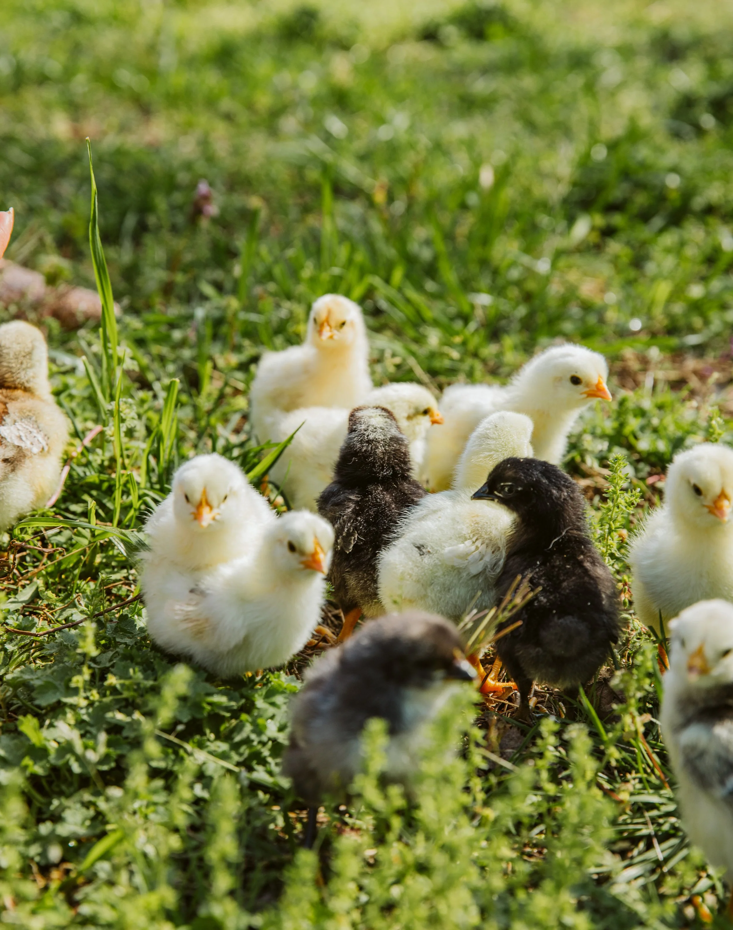 Group of baby chicks in grass
