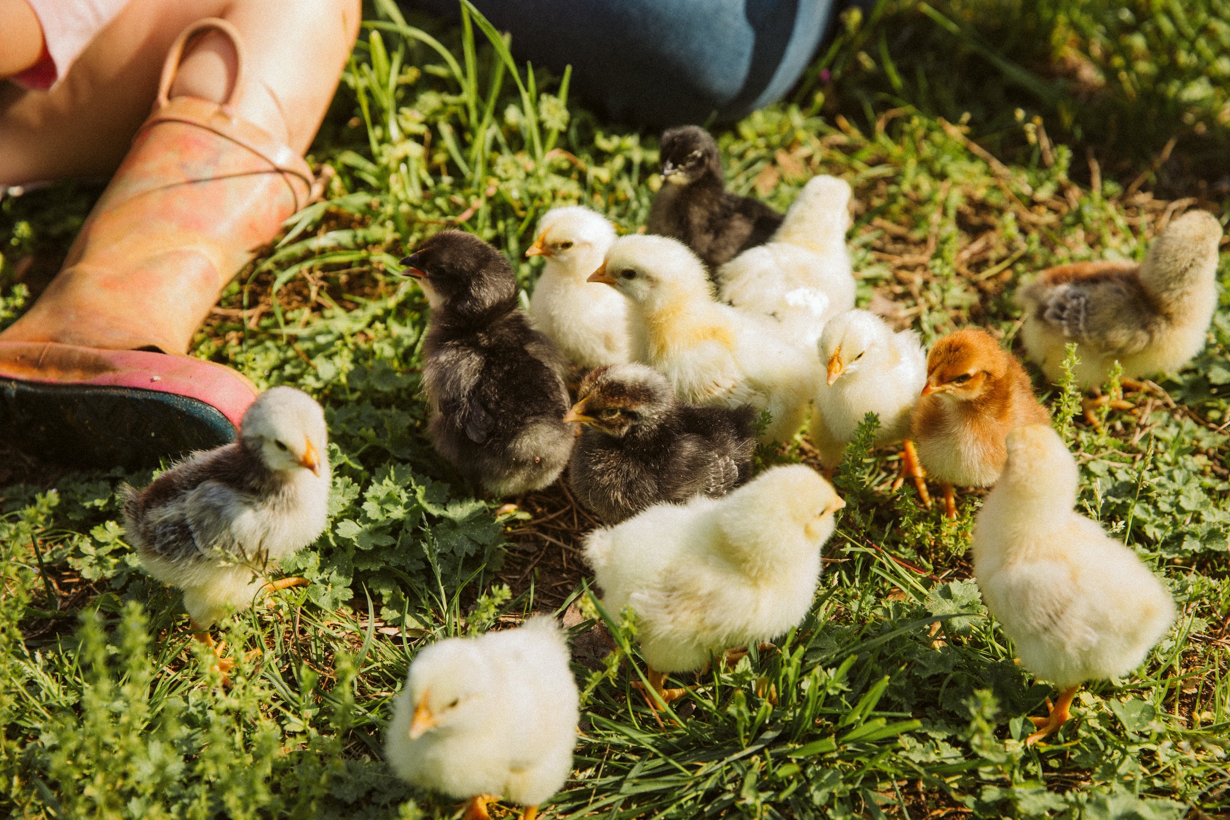 Baby chicks gathered near boots