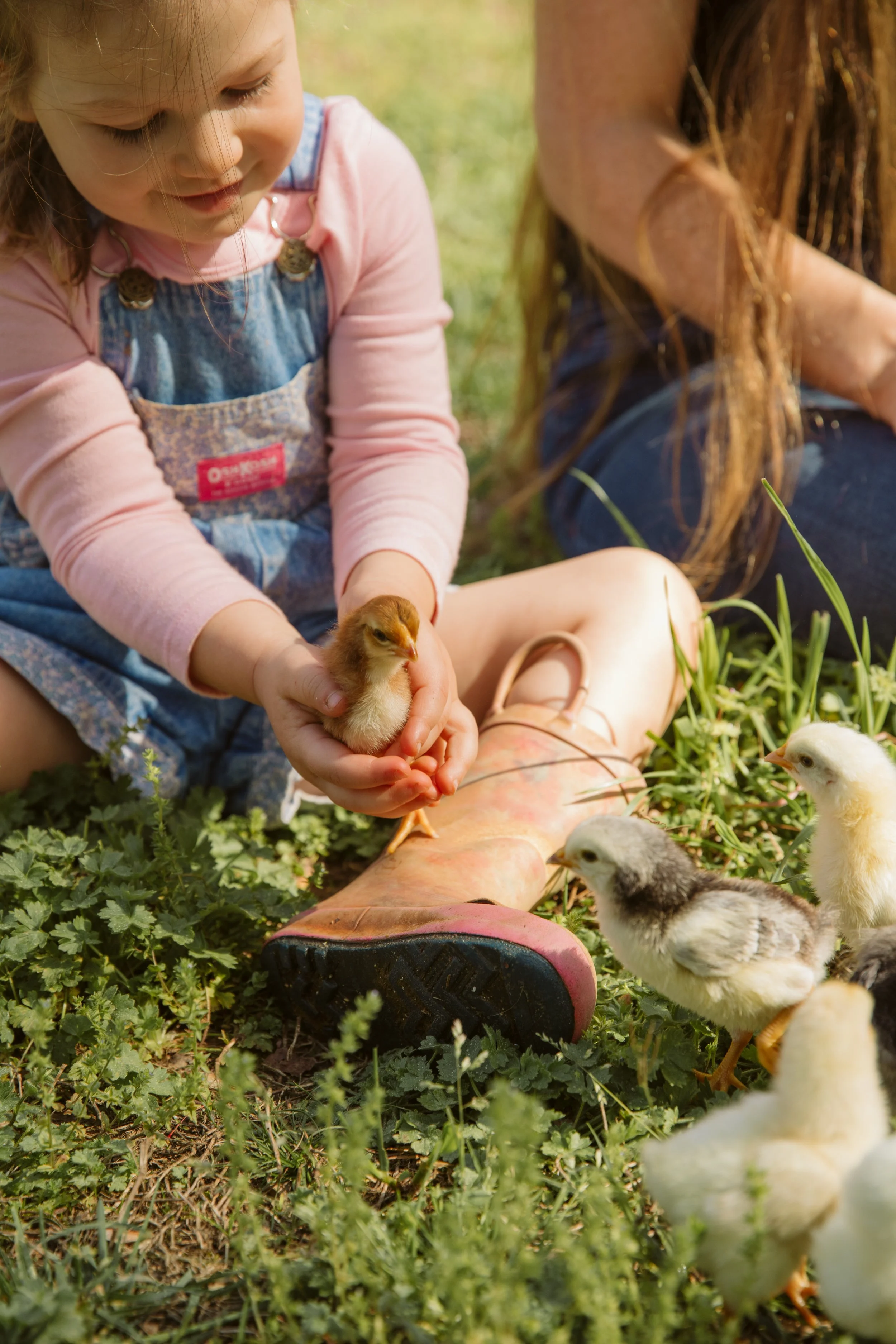 Toddler holding a baby chick