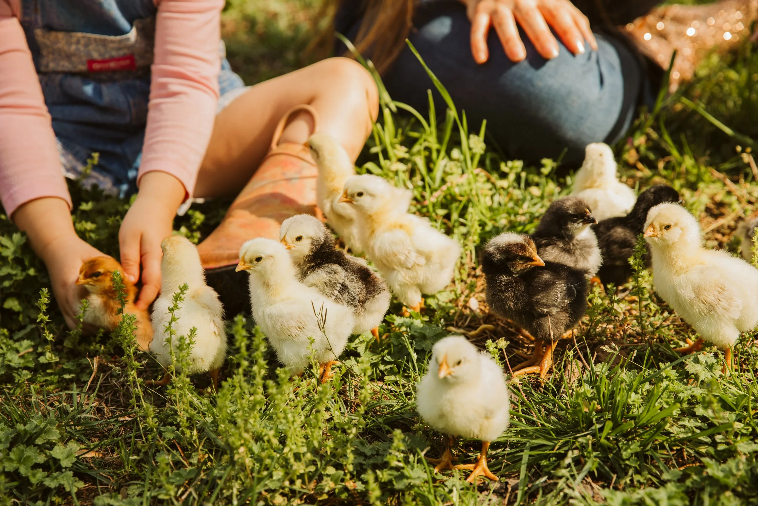 Kids playing with chicks on farm