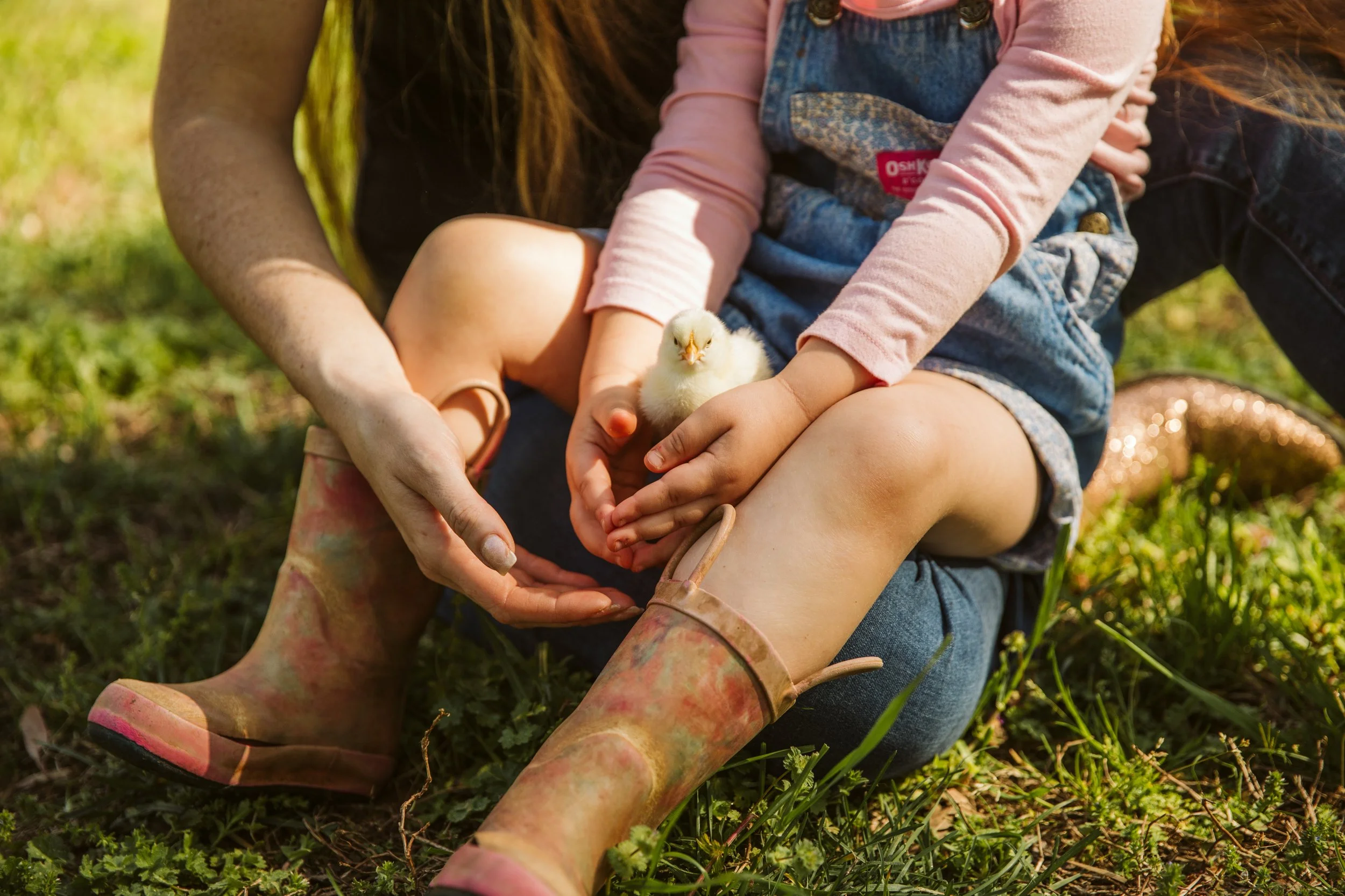 Child gently holding chick on lap