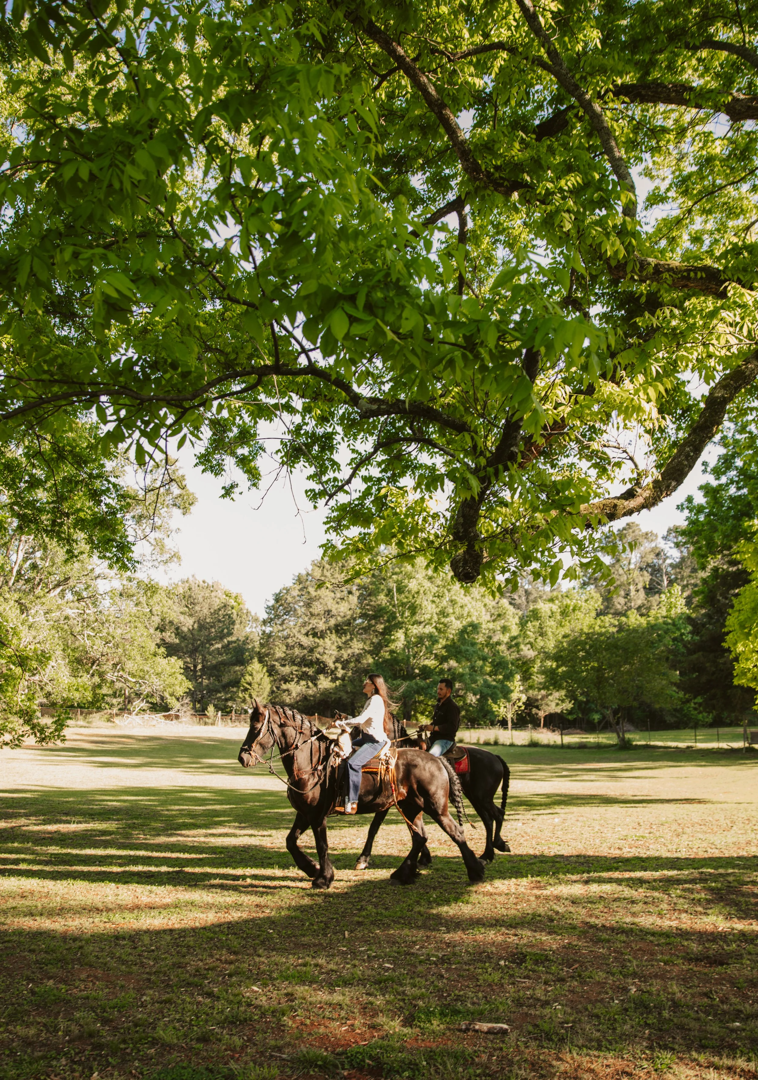 Equestrian couples photography under oak trees