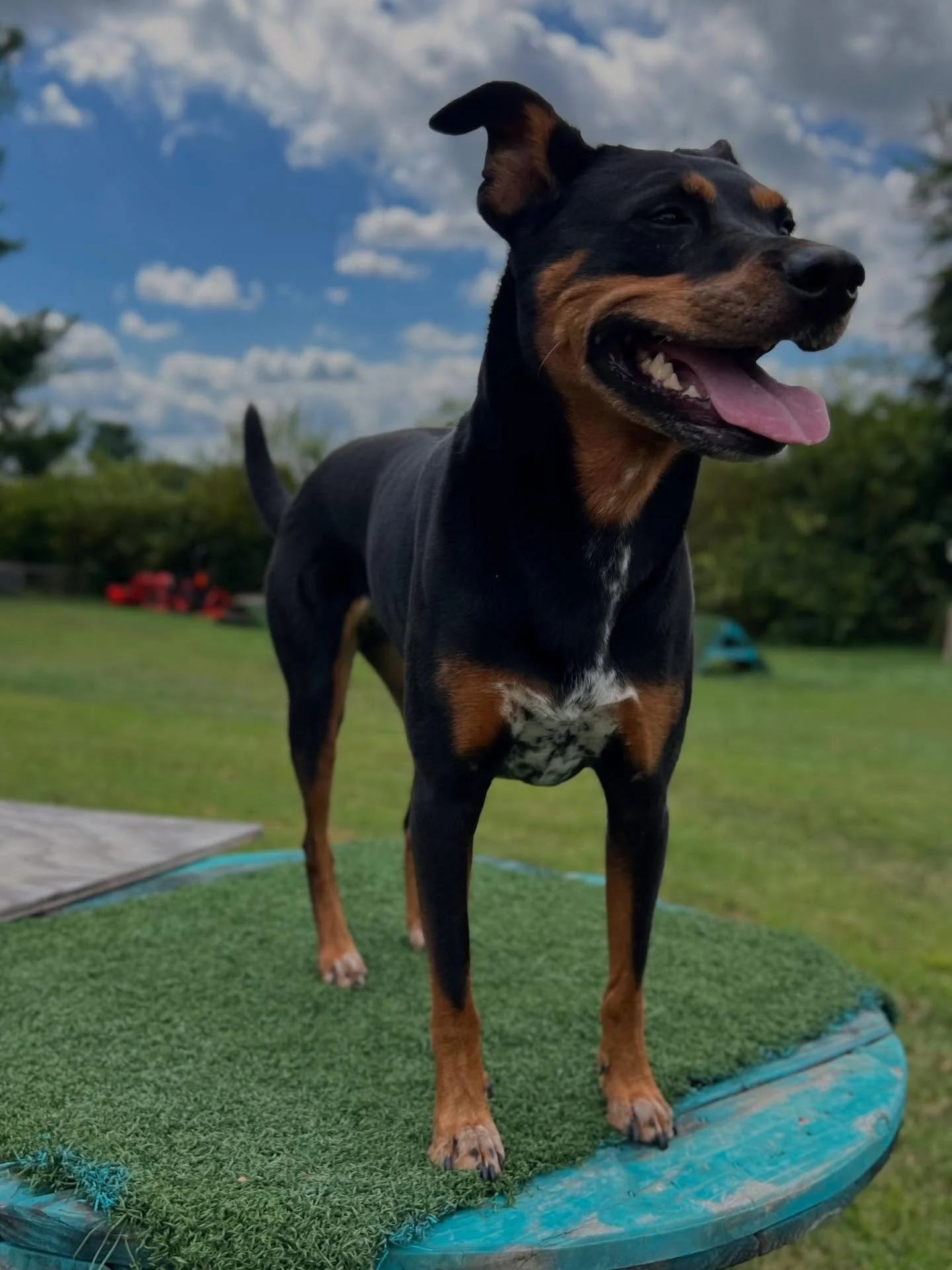 Indy enjoying her first time using @sniffspots