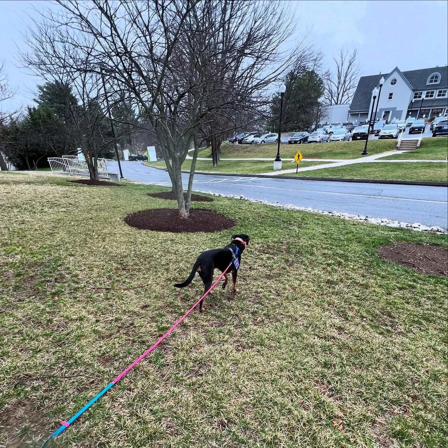 Taking some time to wander and reflect on her long line after a pet therapy visit&hellip; 🌥️⛅️🌤️ @hightailhikes #hthphotocontest #longlinemonth #dogtraining #therapydog #pettherapy