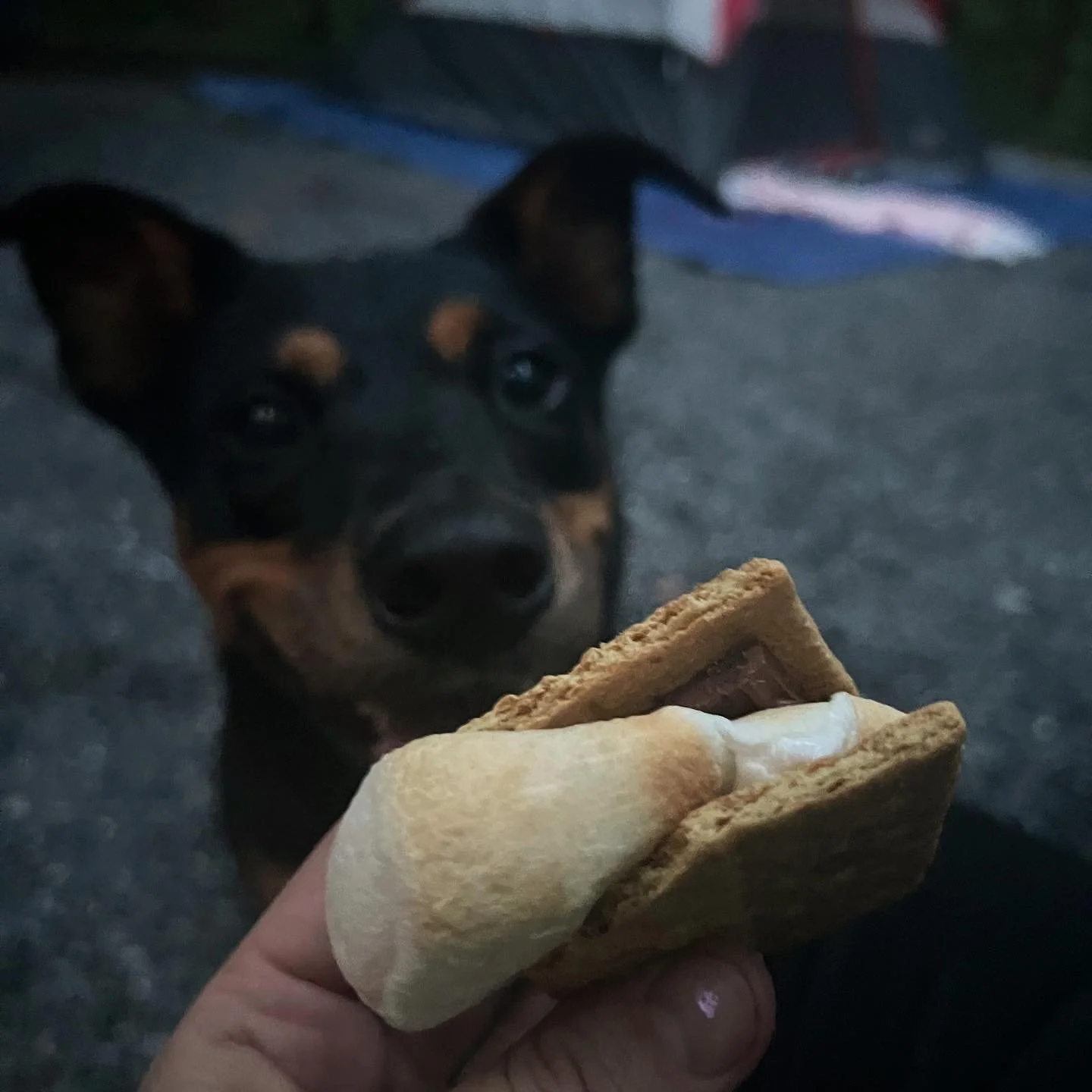 She loves to camp 🏕️