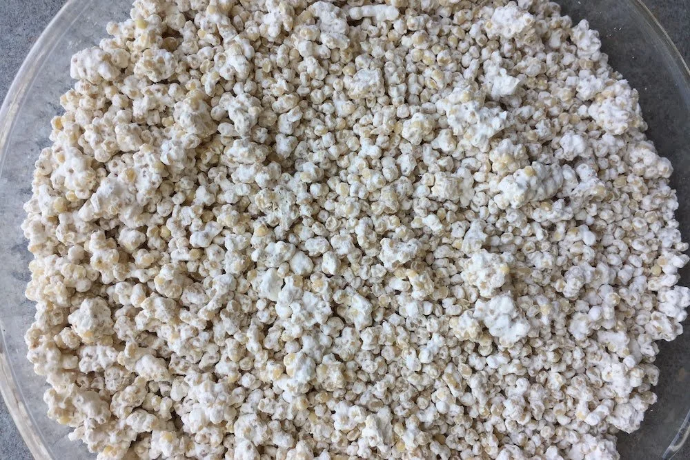 mycotized-millet-grains.JPG