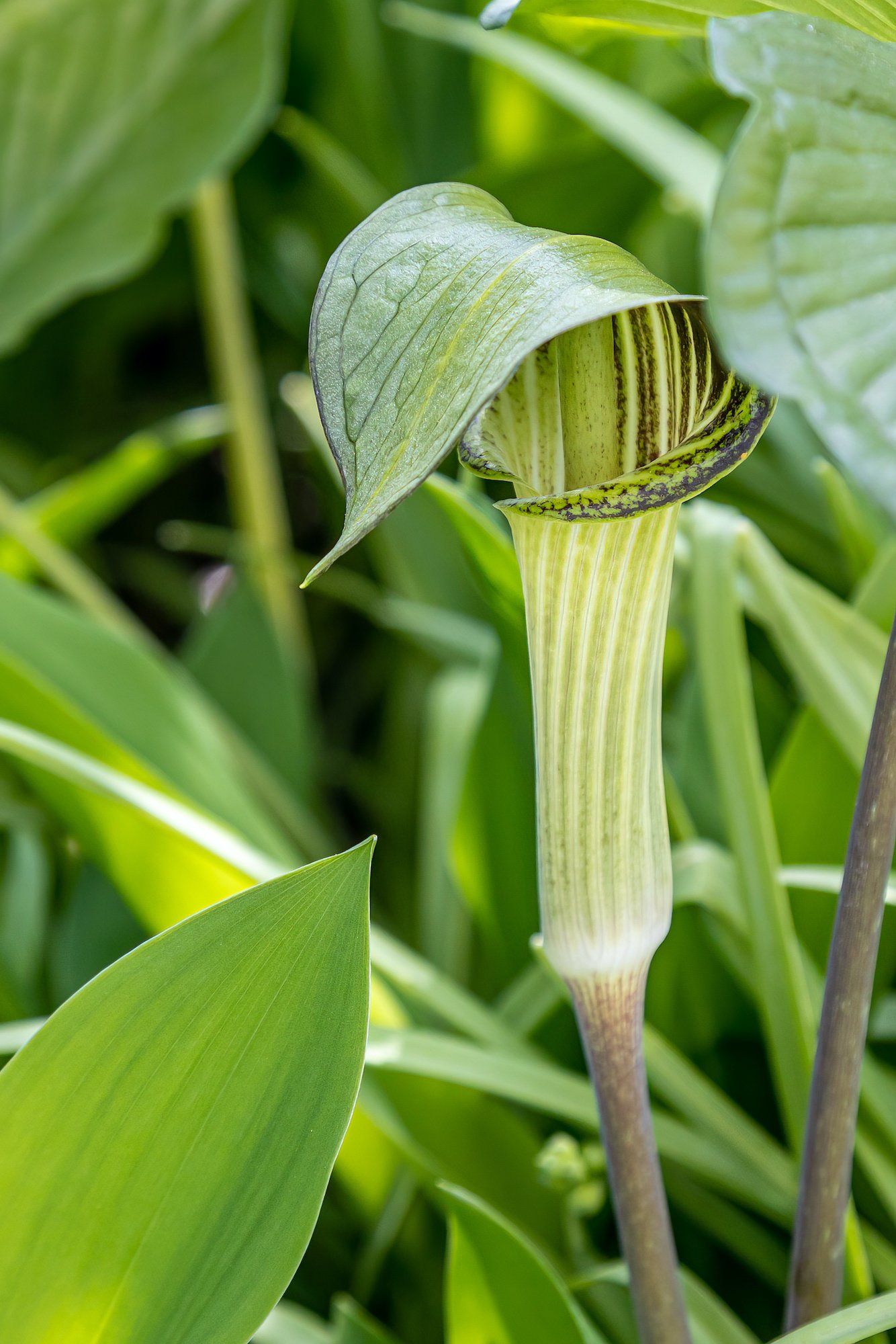 jack-in-pulpit.jpeg