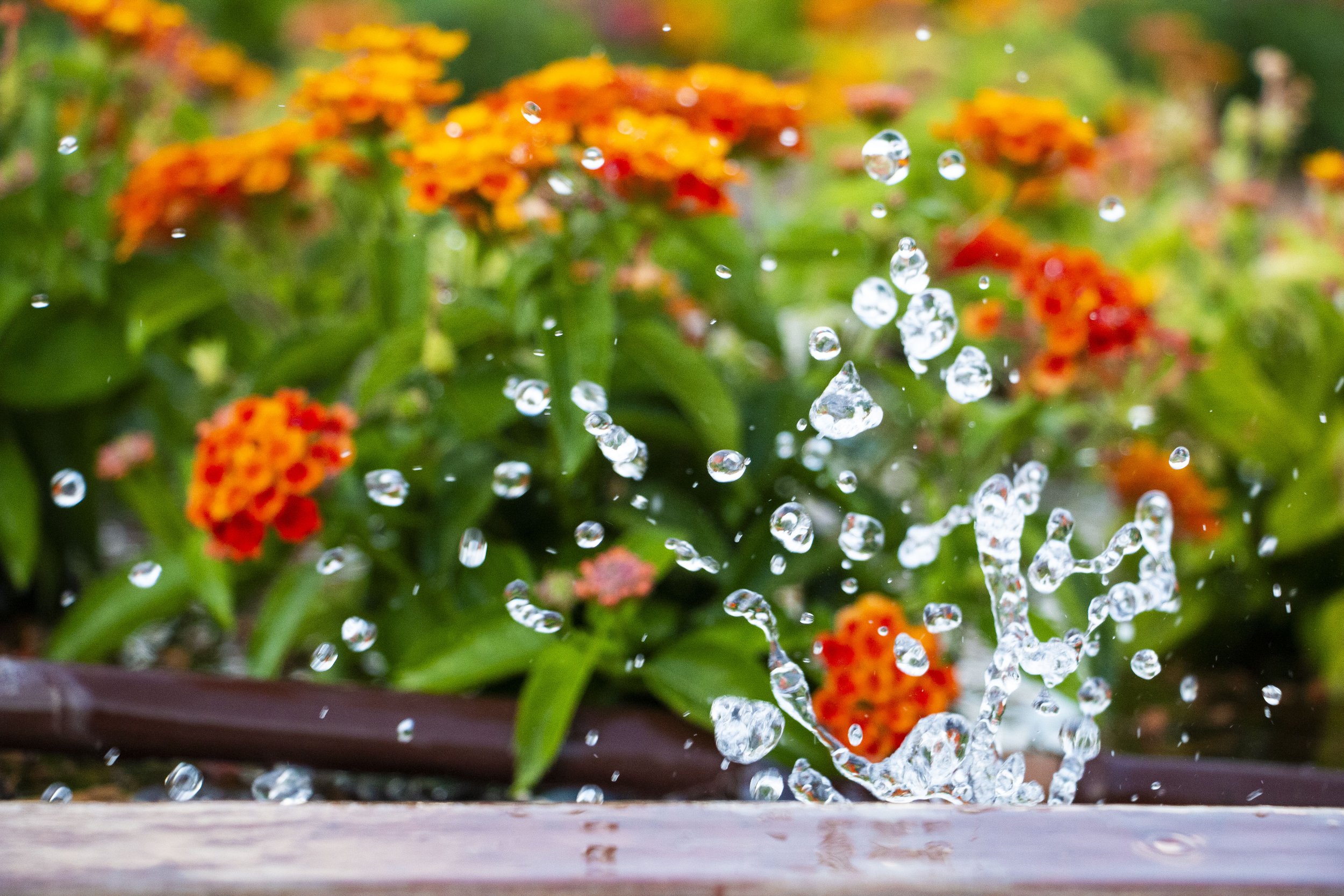 Barrett, Brice 1.jpg