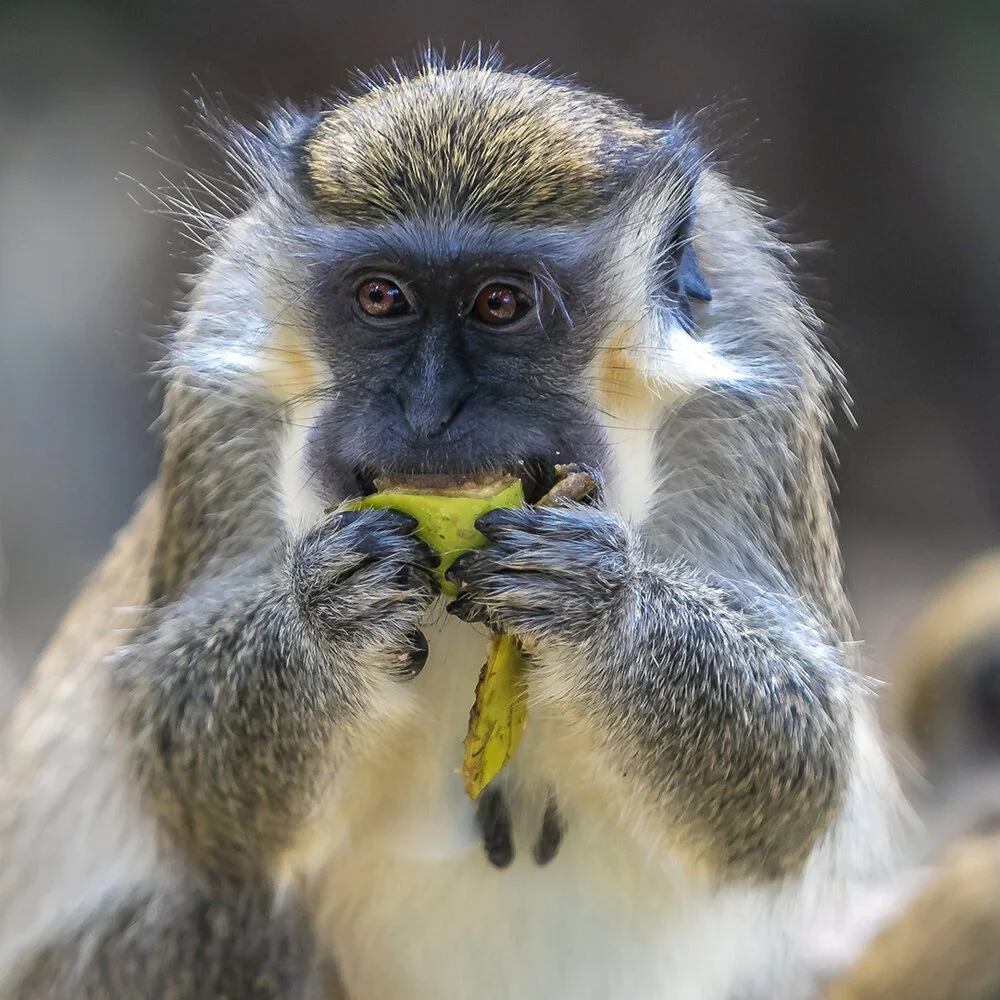 greenmonkey-3.jpg
